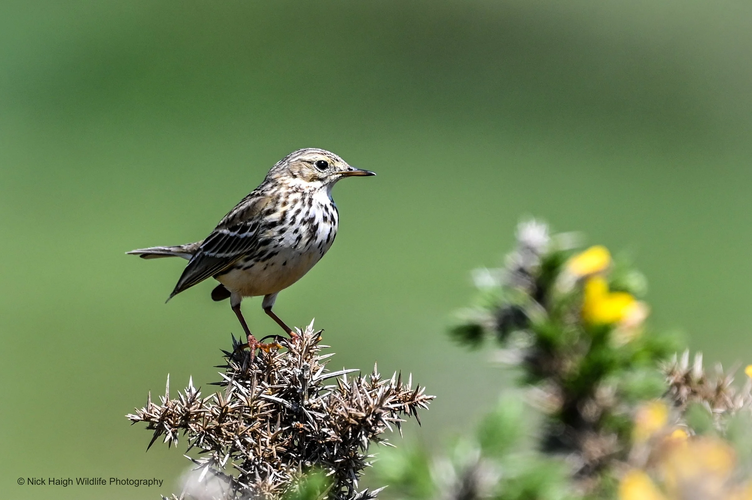 Meadow Pipit