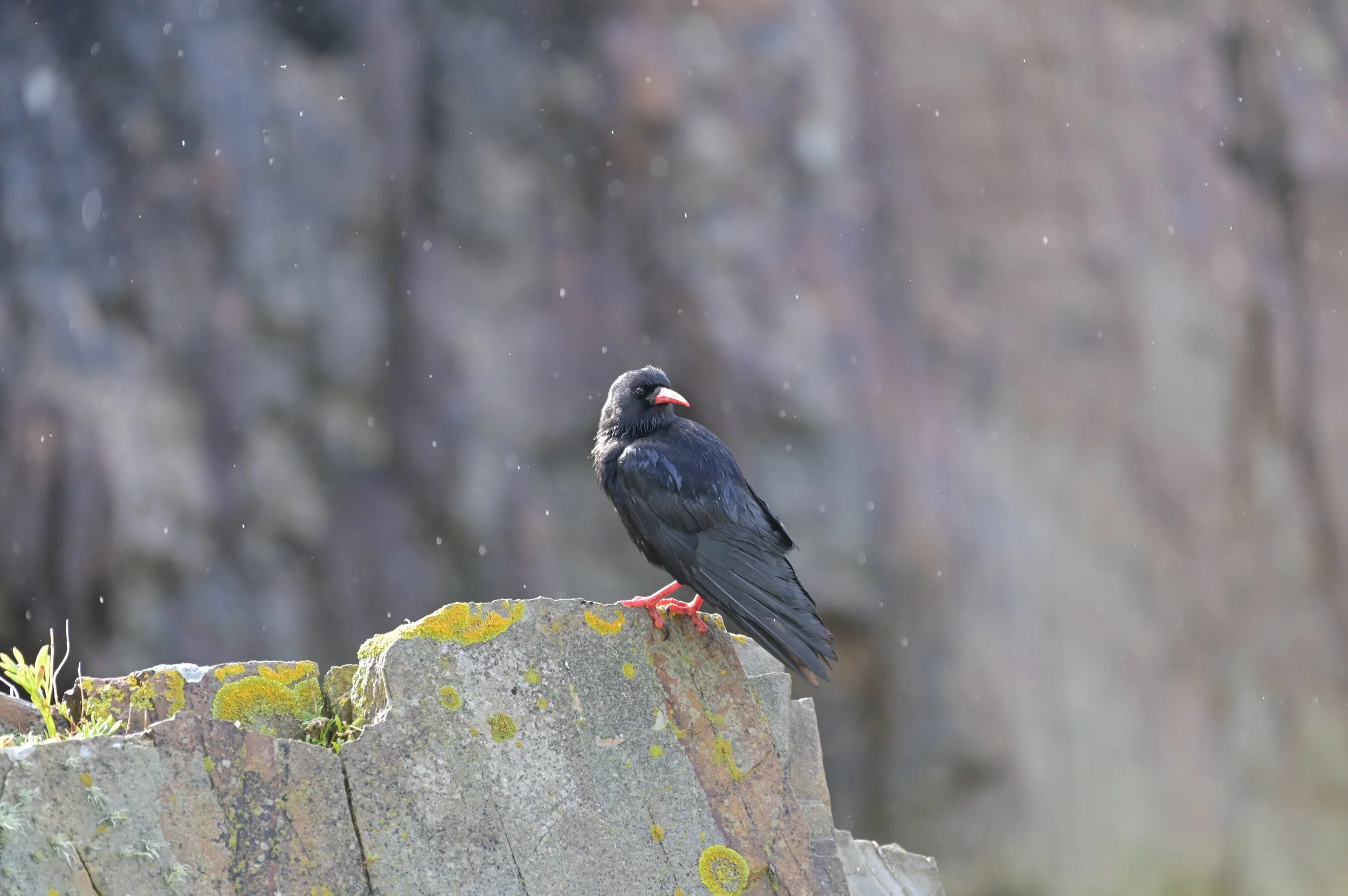 Chough