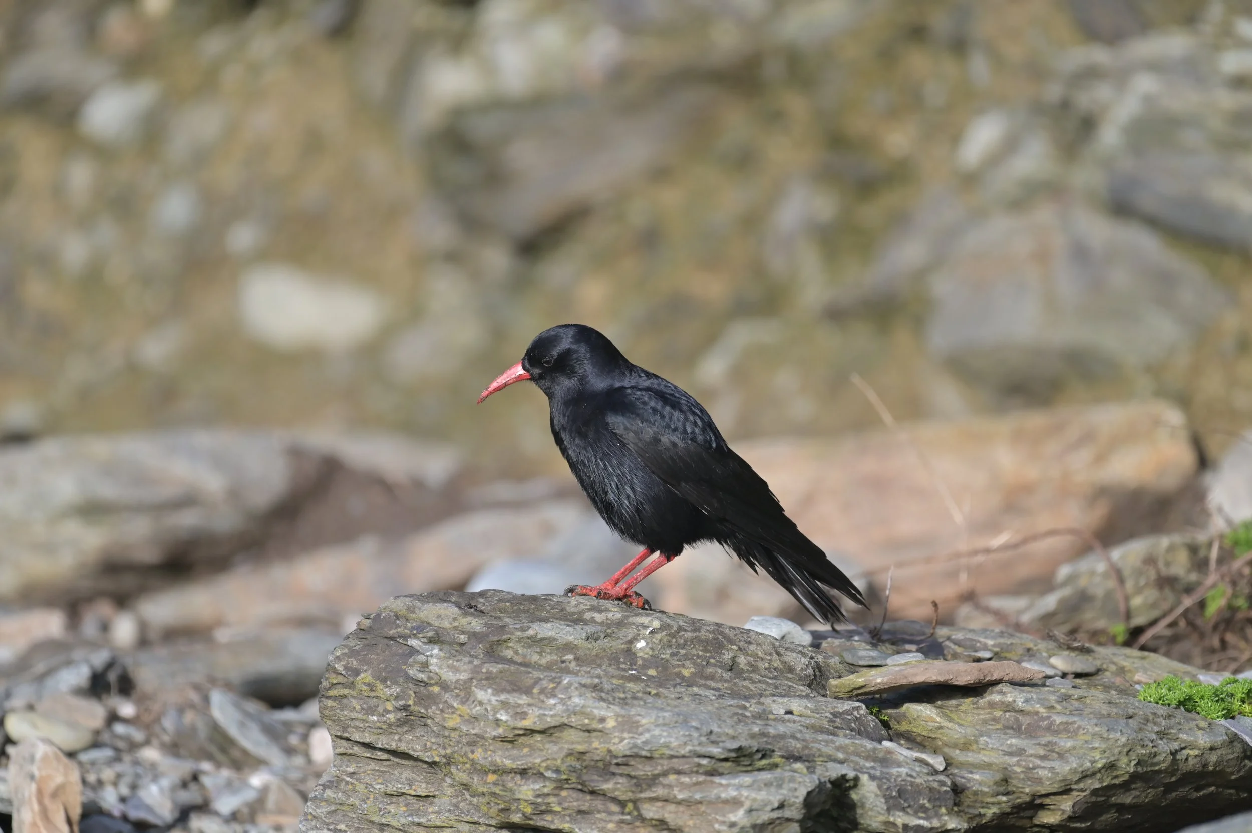 Chough