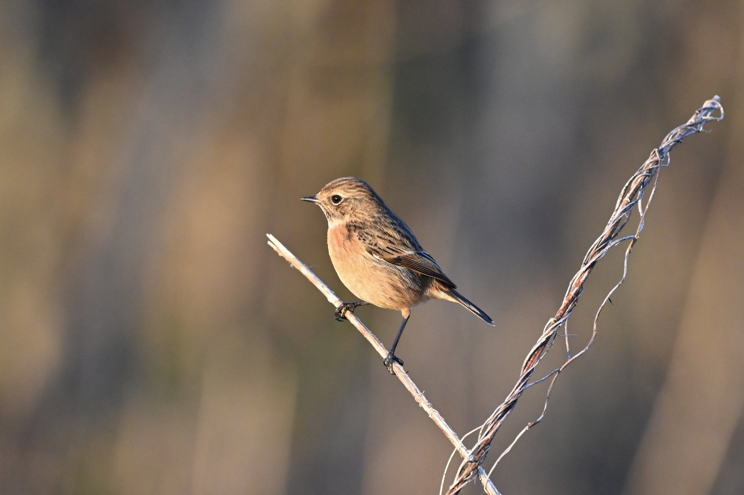 Stonechat