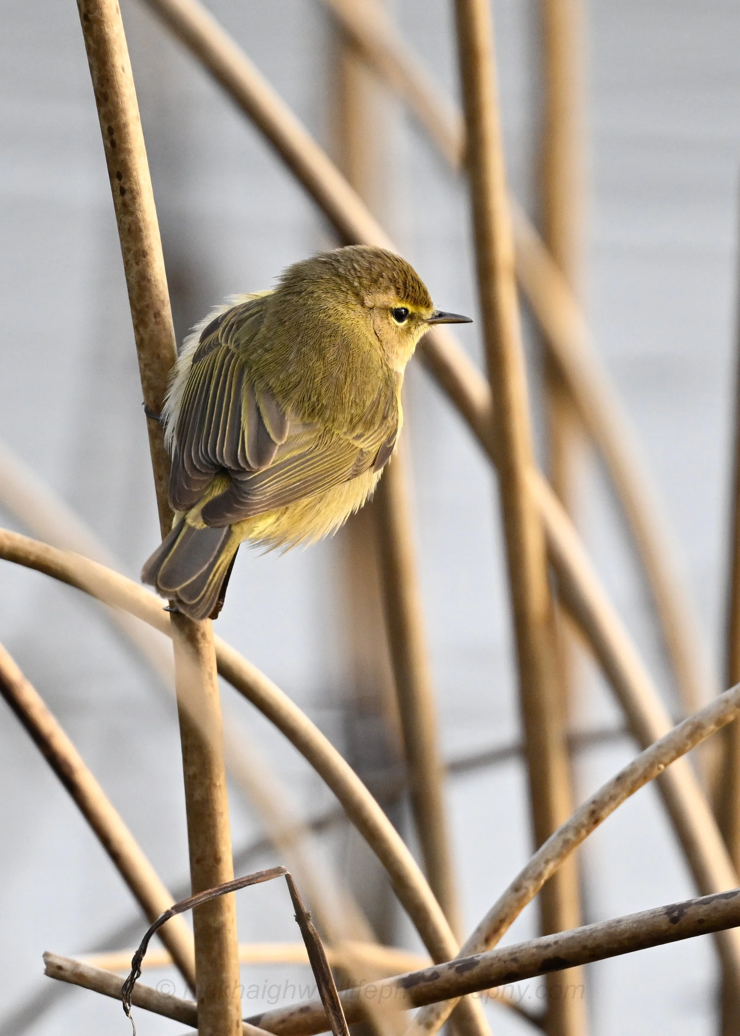 Chiffchaff 1