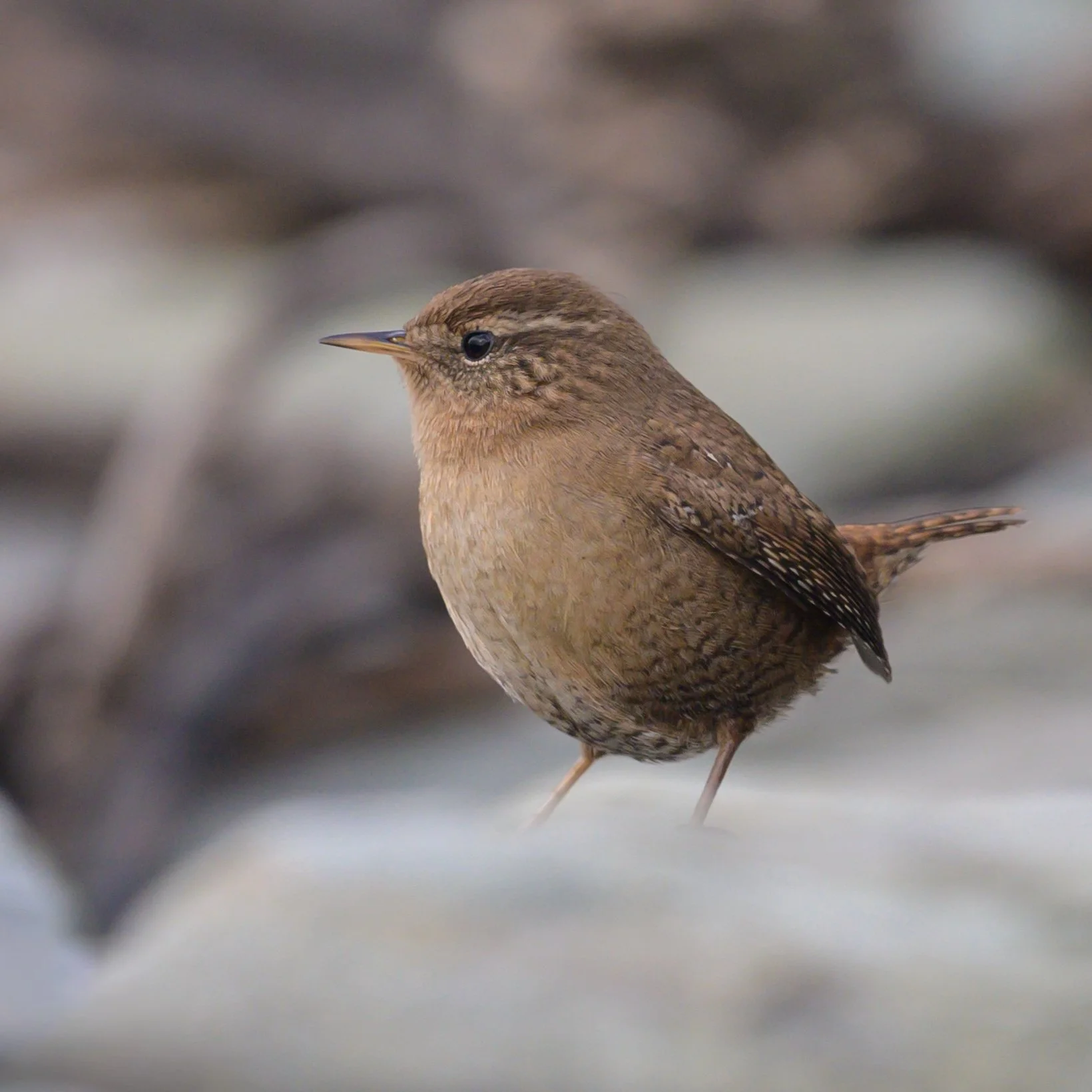 Wren