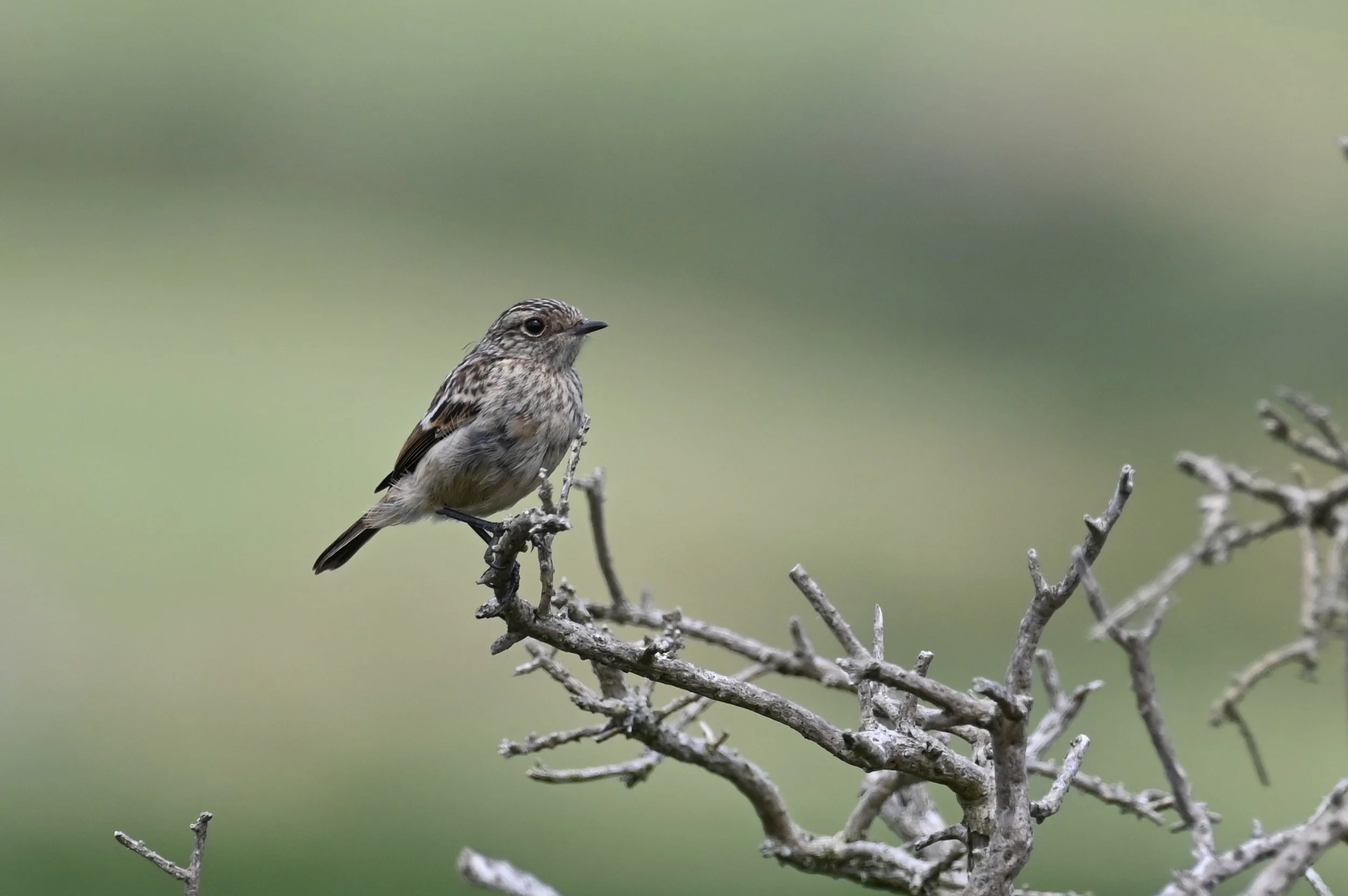 Stonechat (juv)