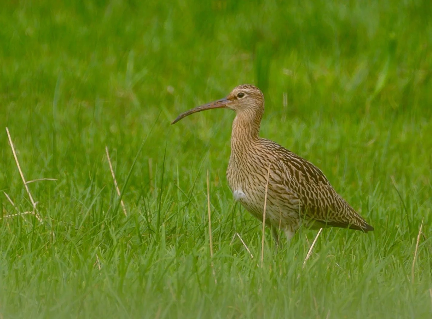 Curlew