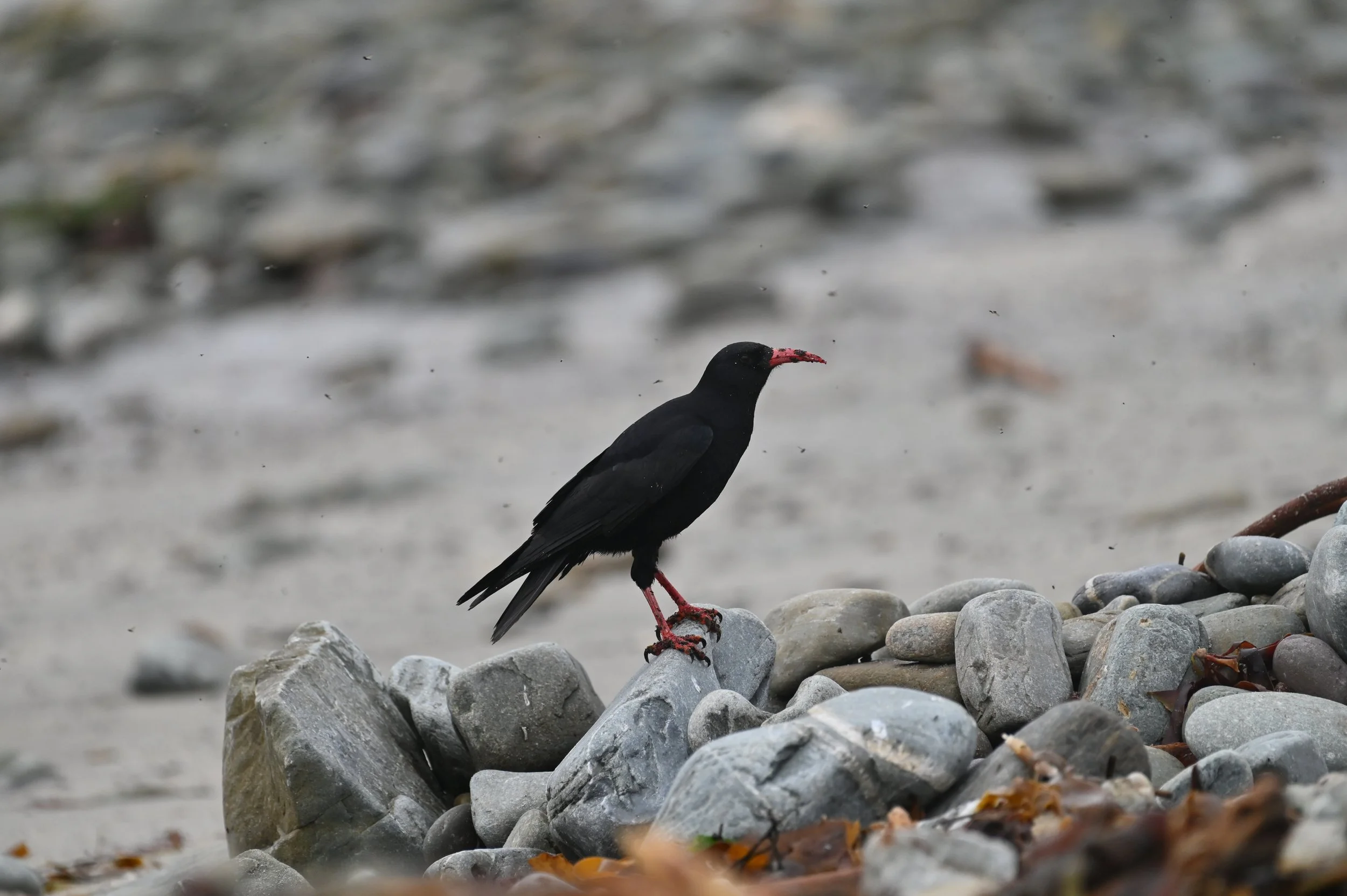 Chough
