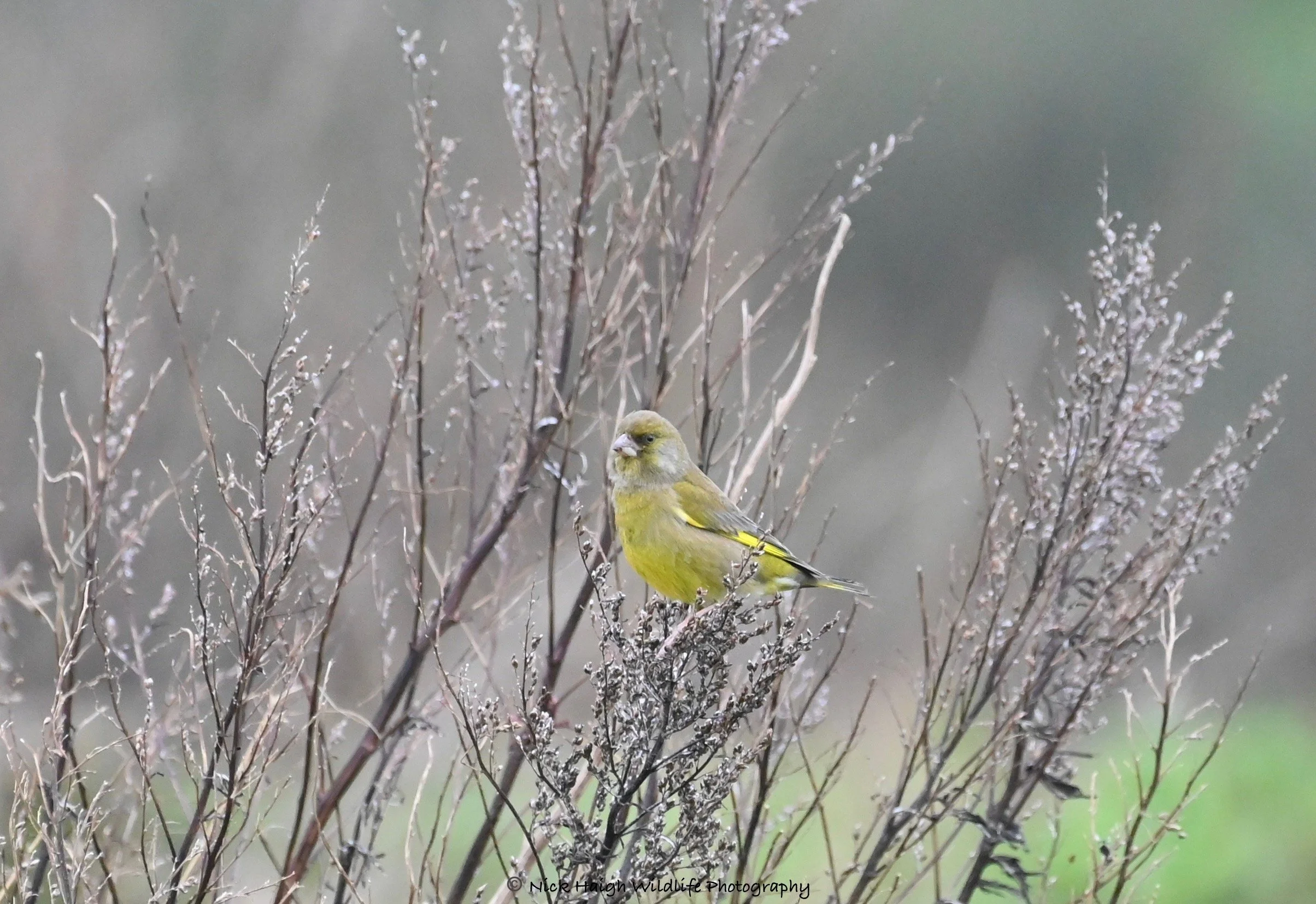 Greenfinch