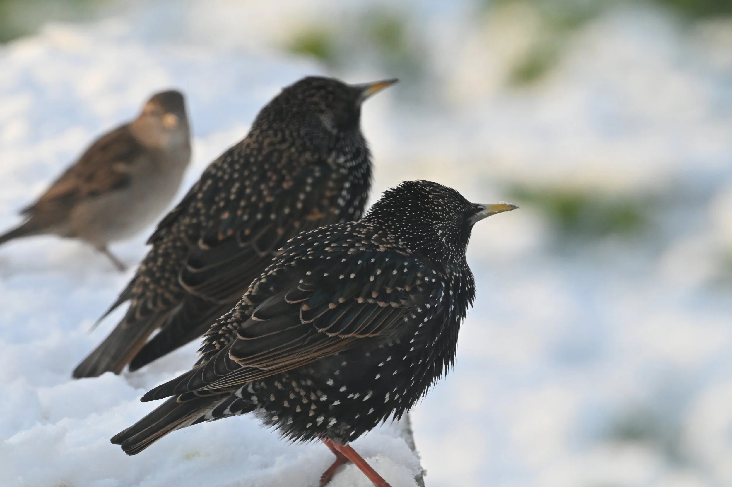 Starlings
