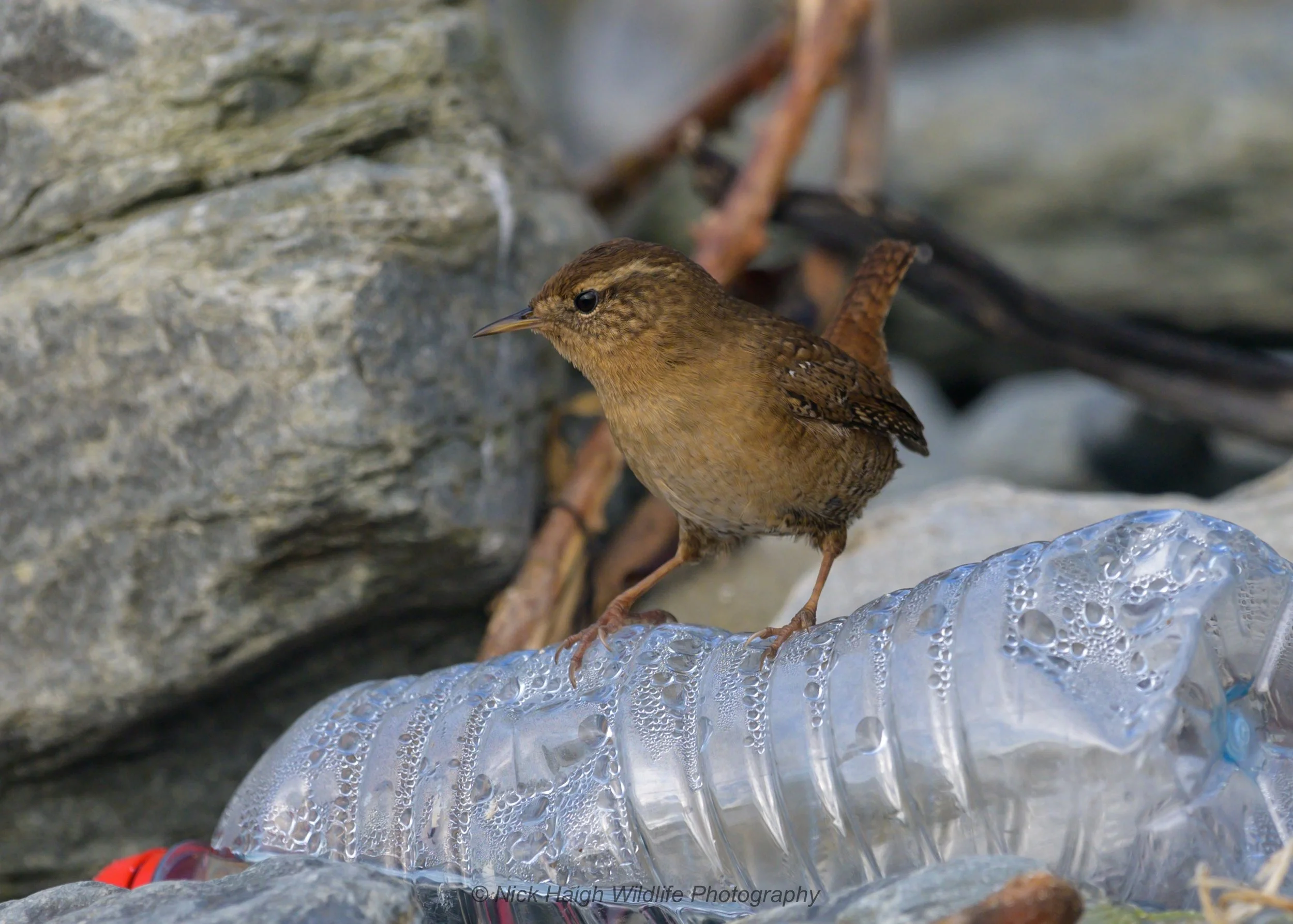 Wren