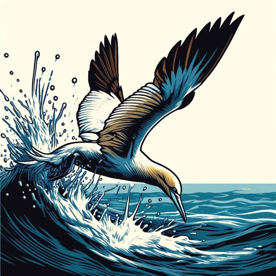 Coaster Gannet Diving B25