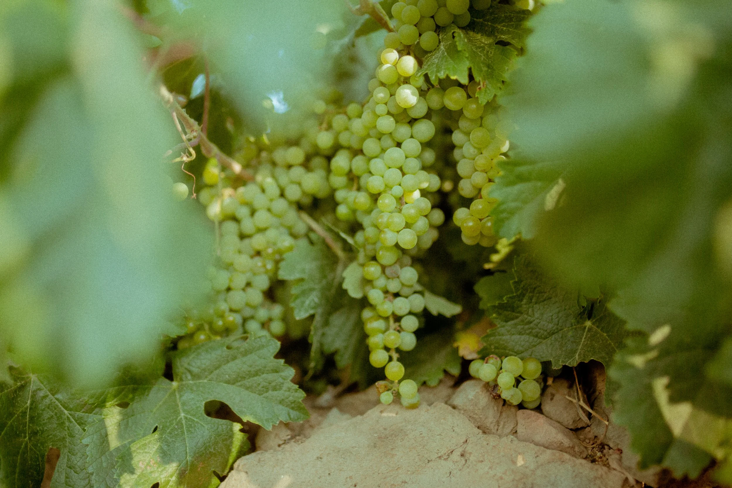 Bodegas Piedra Fluida