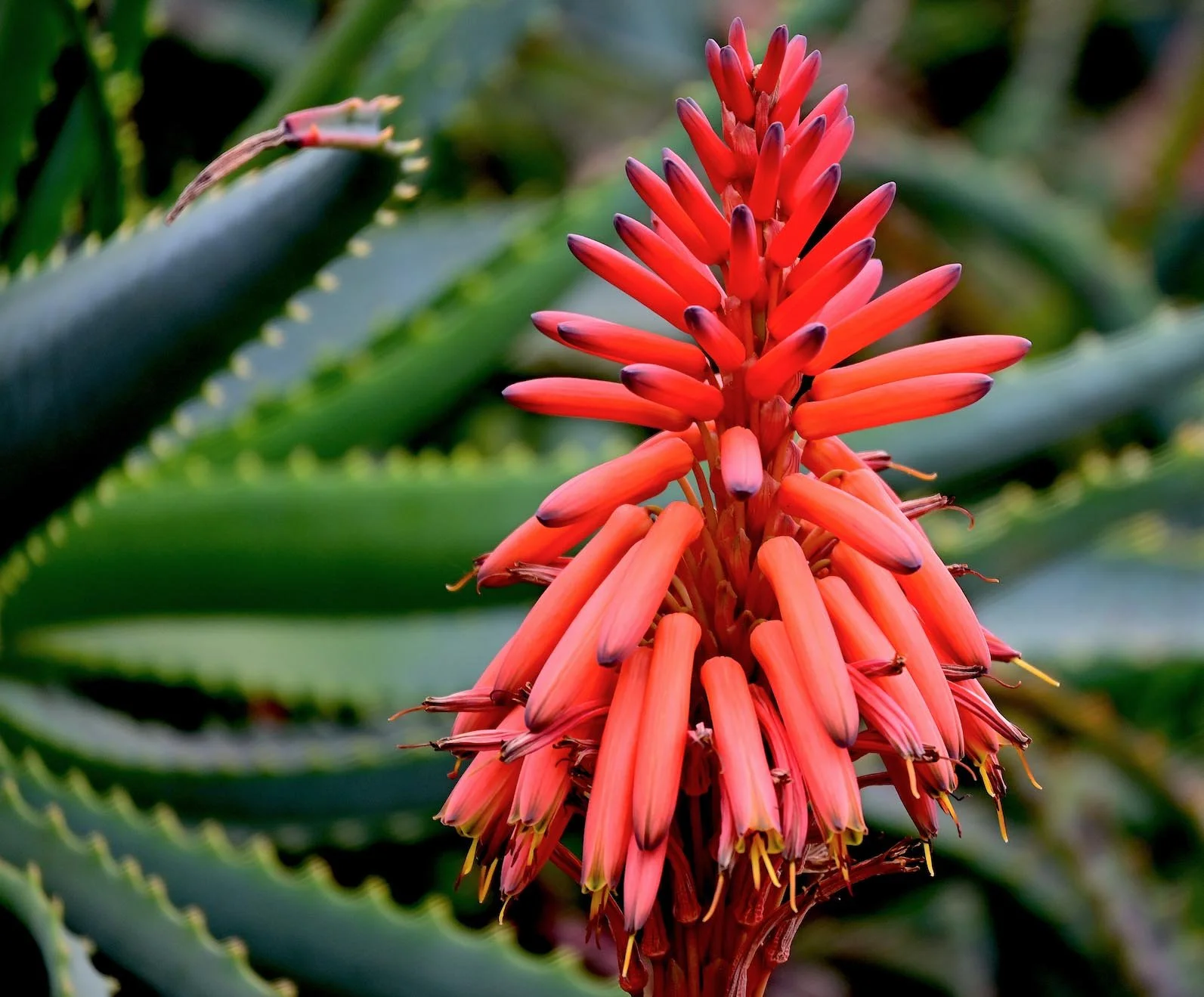 Red Aloe