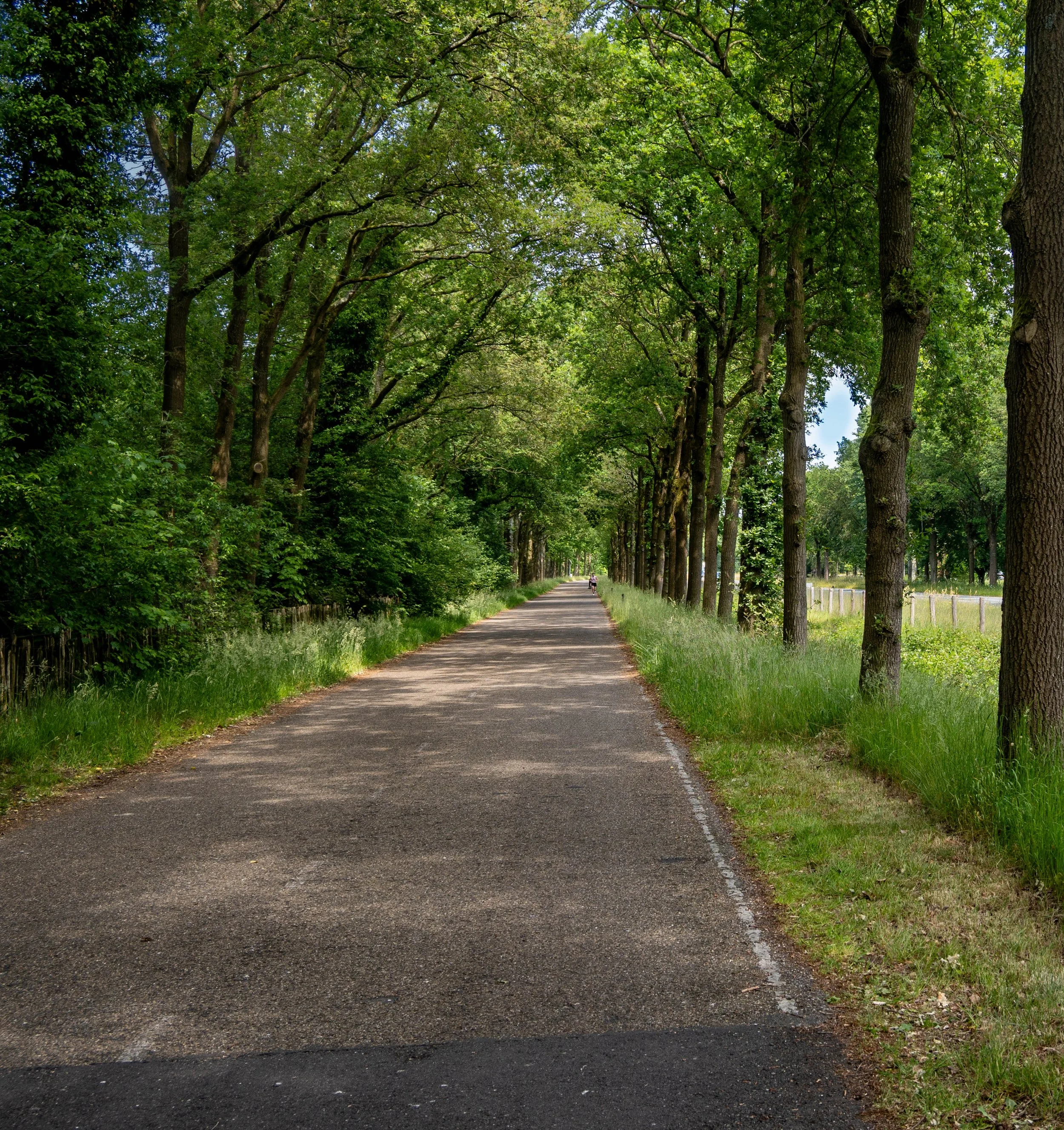 Bike path, Netherlands