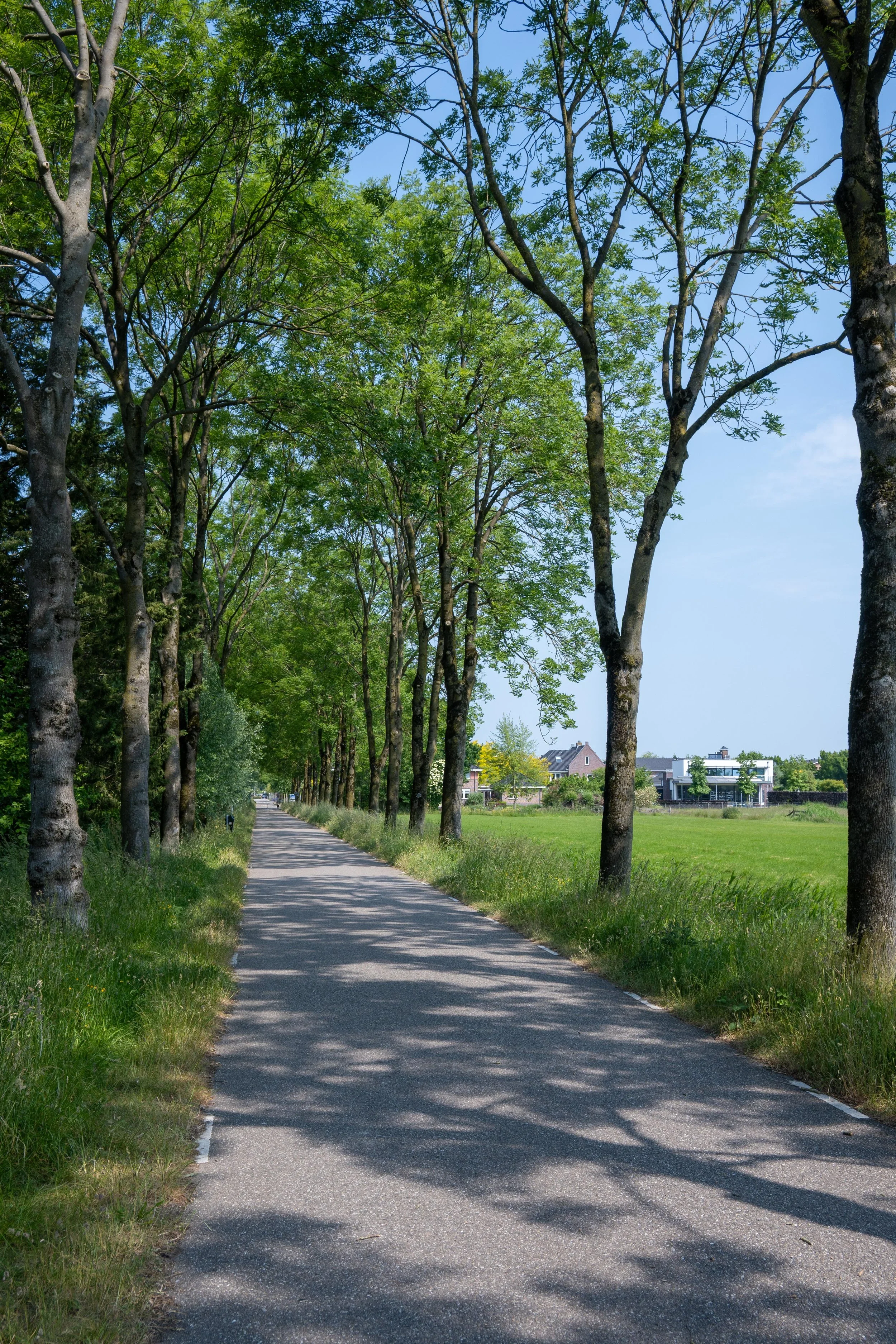 Bike path, Netherlands