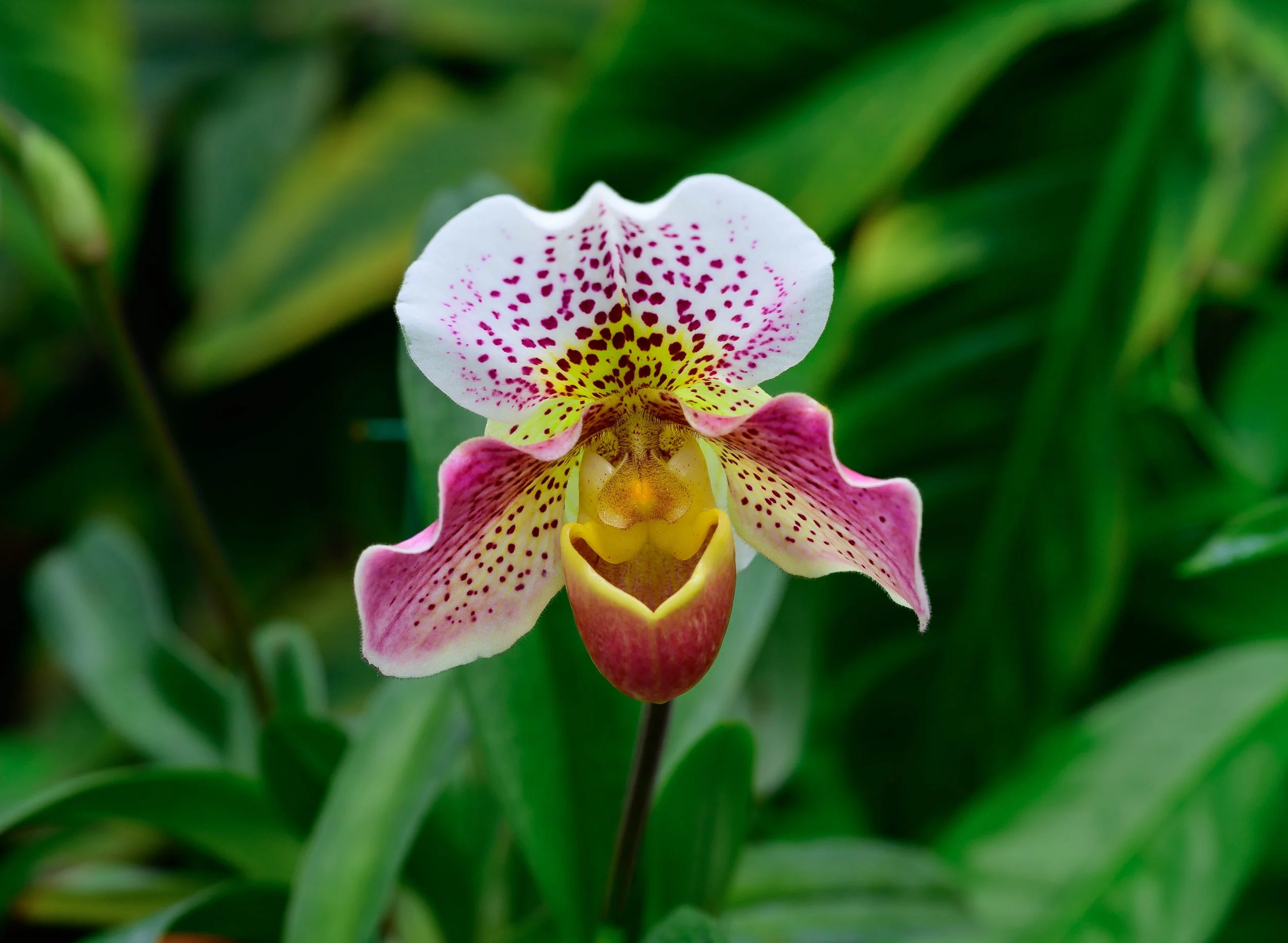 Happy flower