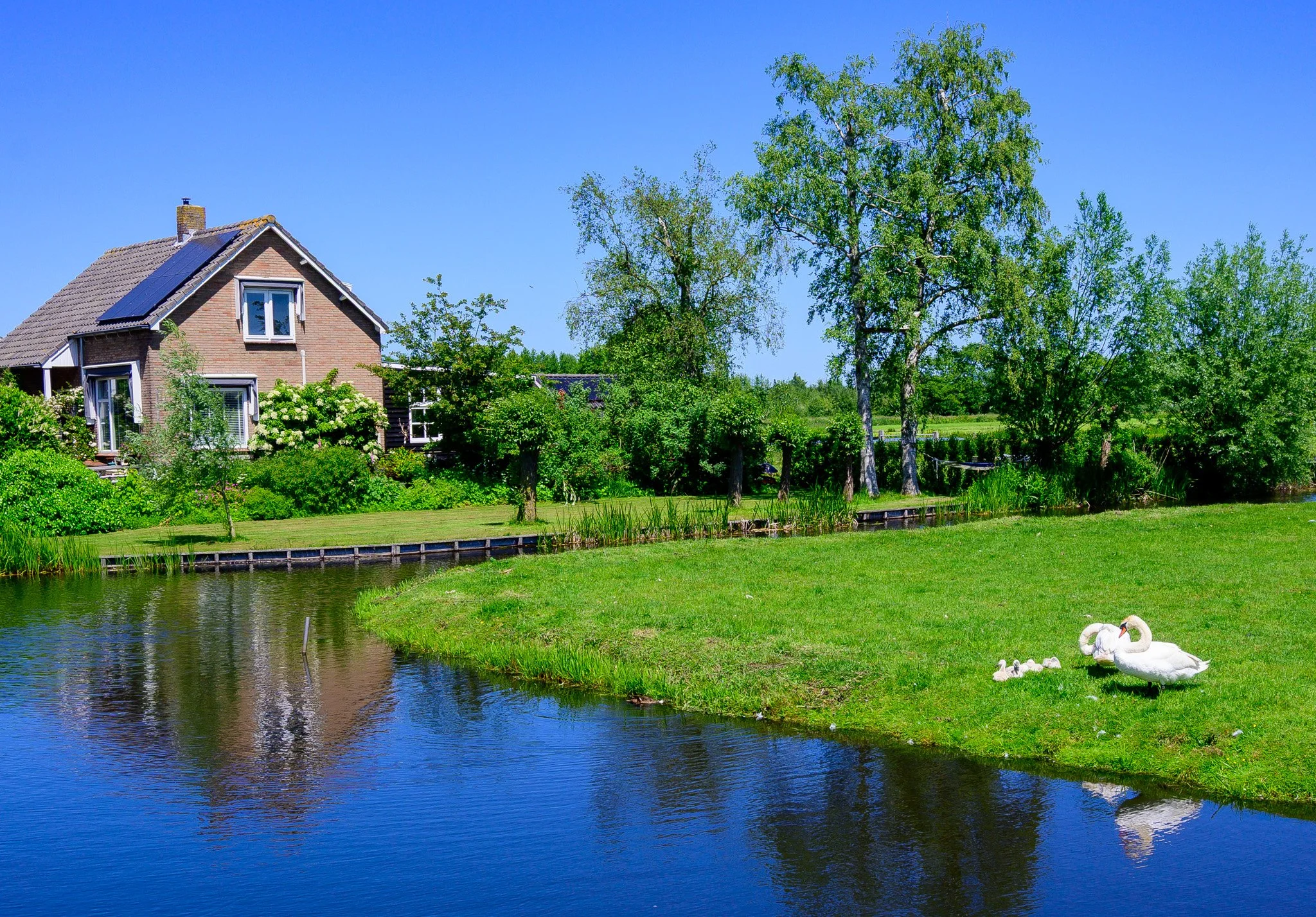 Farm with swans, Netherlands