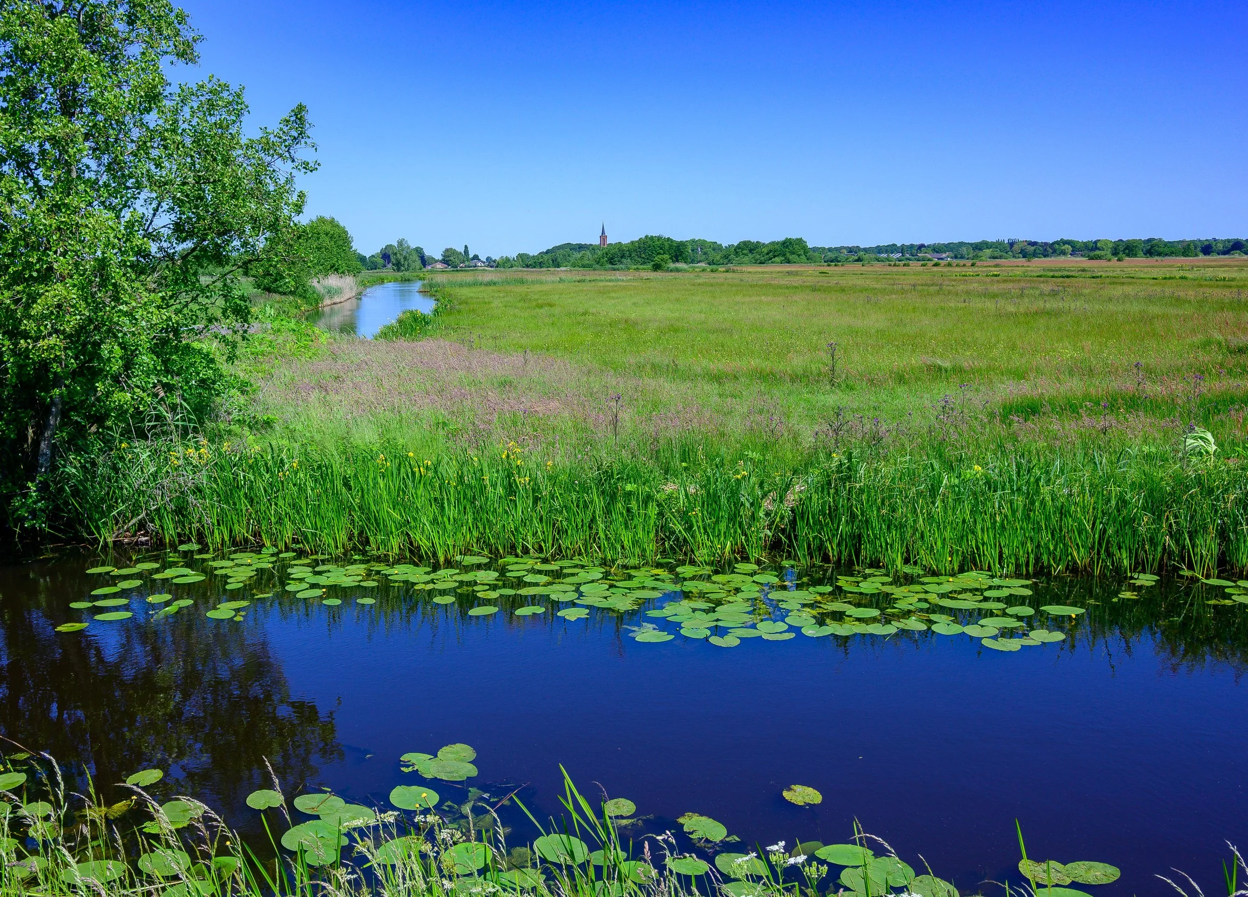 Farm field, Netherlands