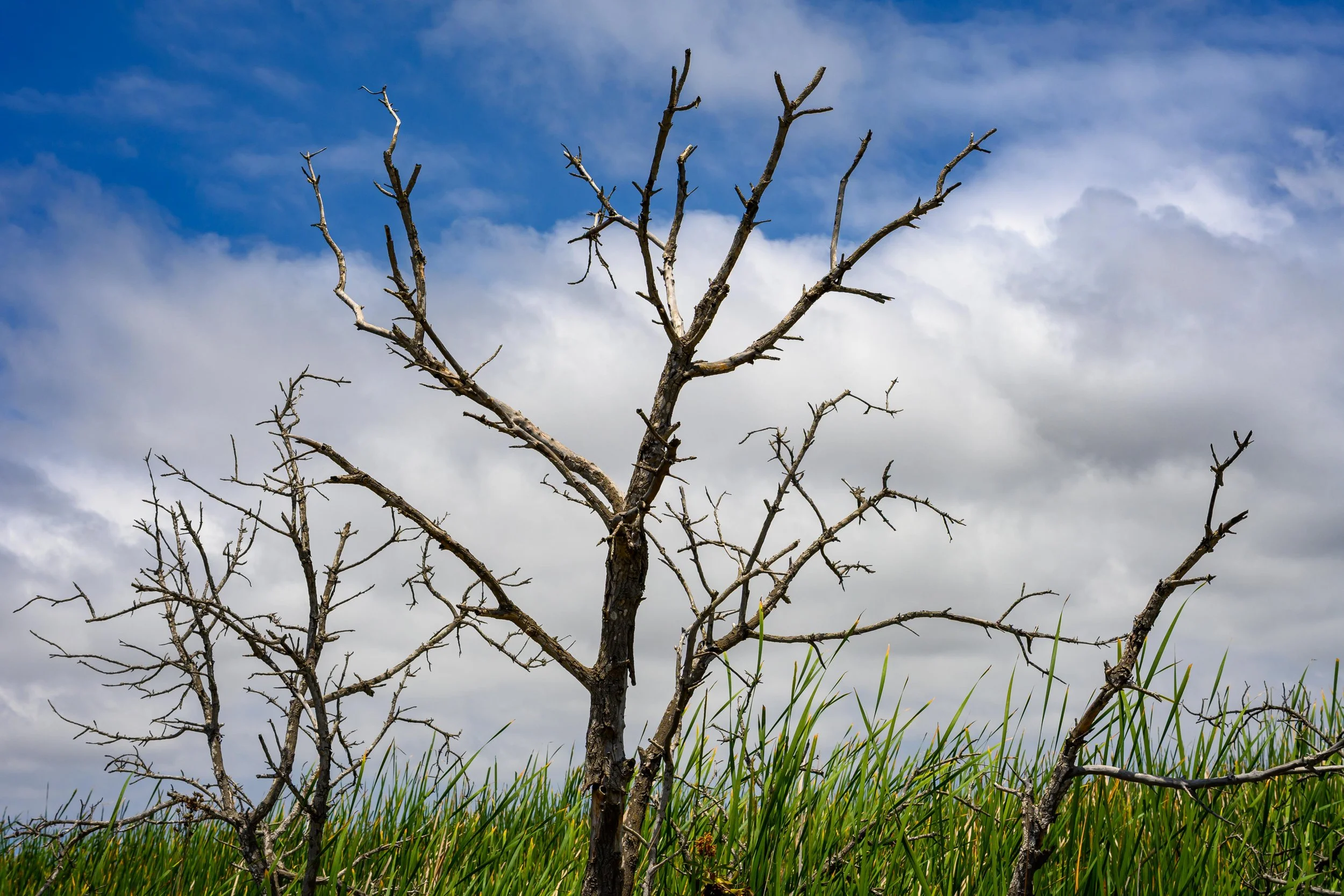Branches, Carlsbad, CA