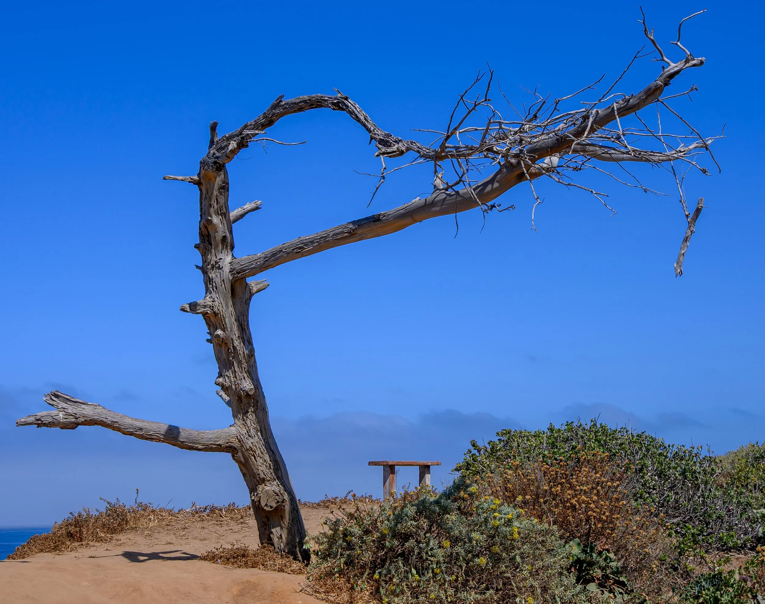 Tree, Carlsbad, CA coast