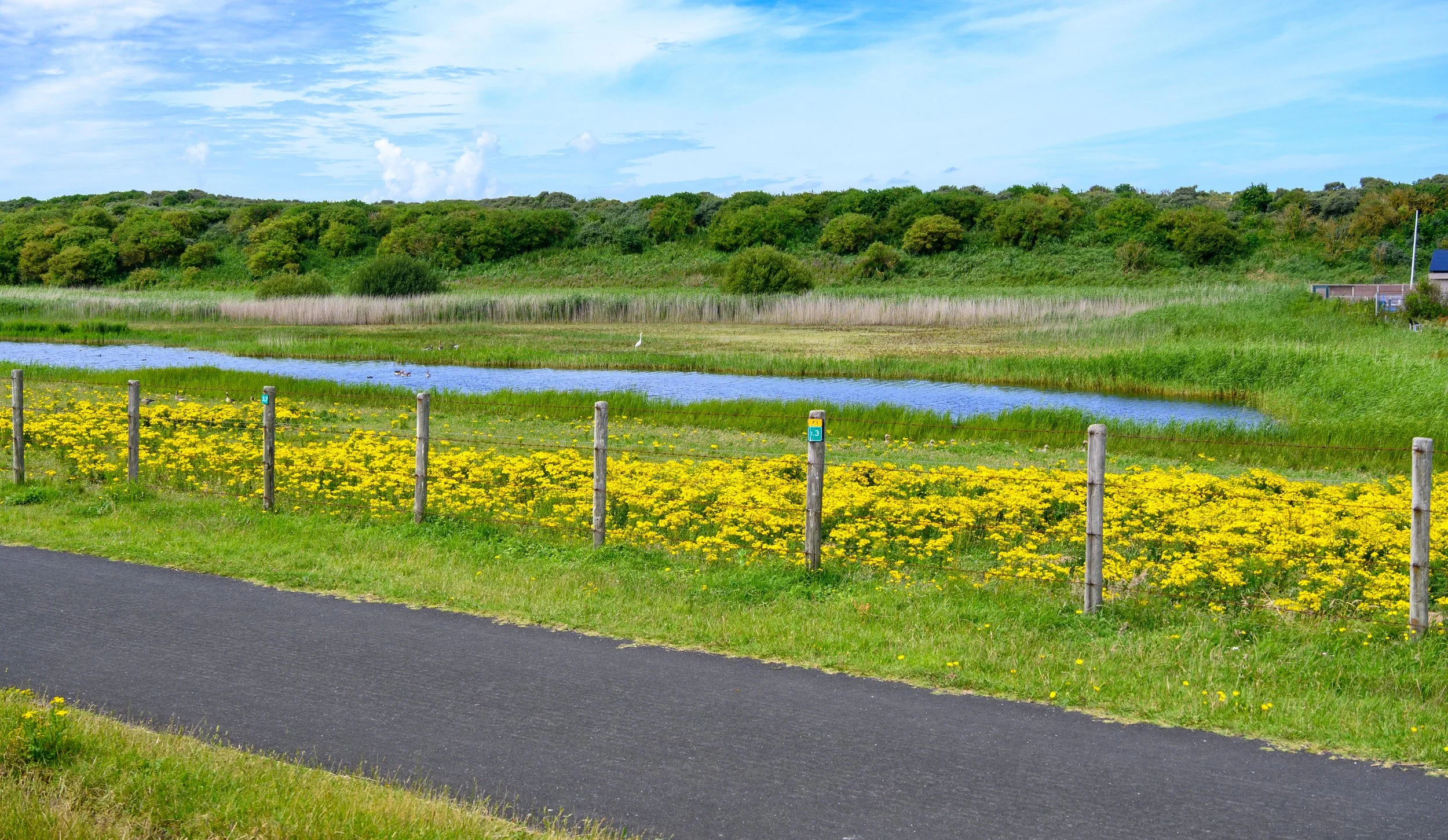 Dutch coastal dike and wetland