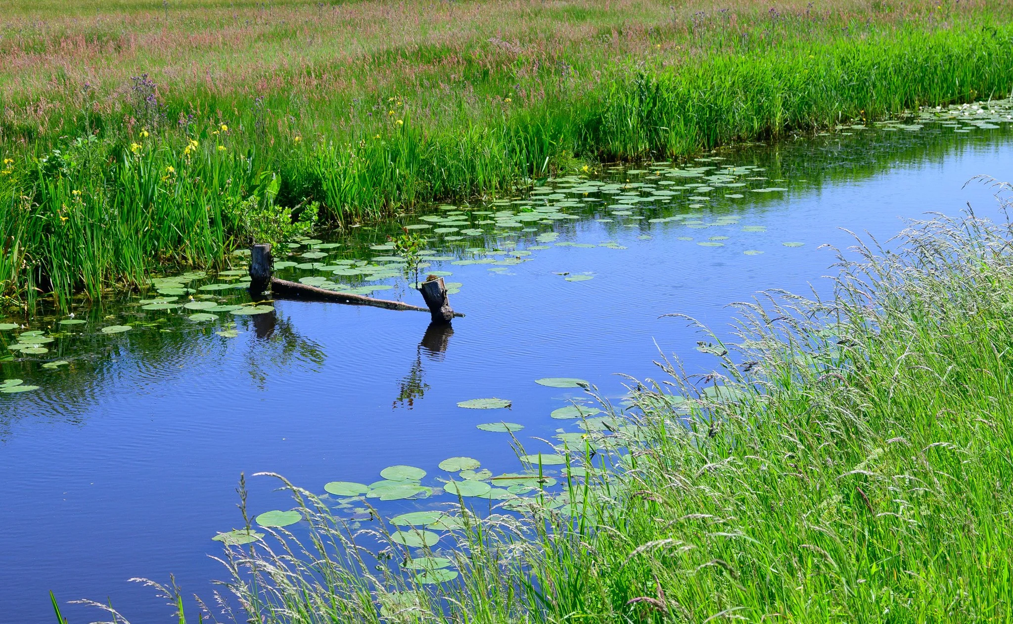 Irrigation canal, Netherlands