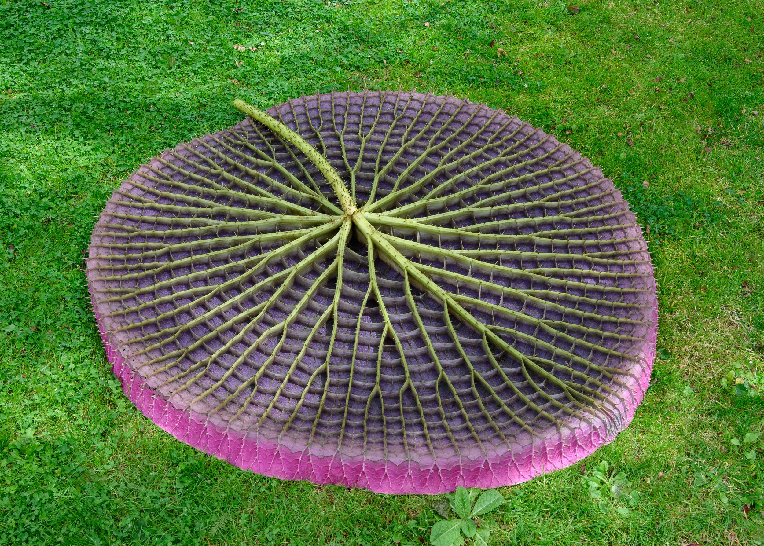 Water lily, underside