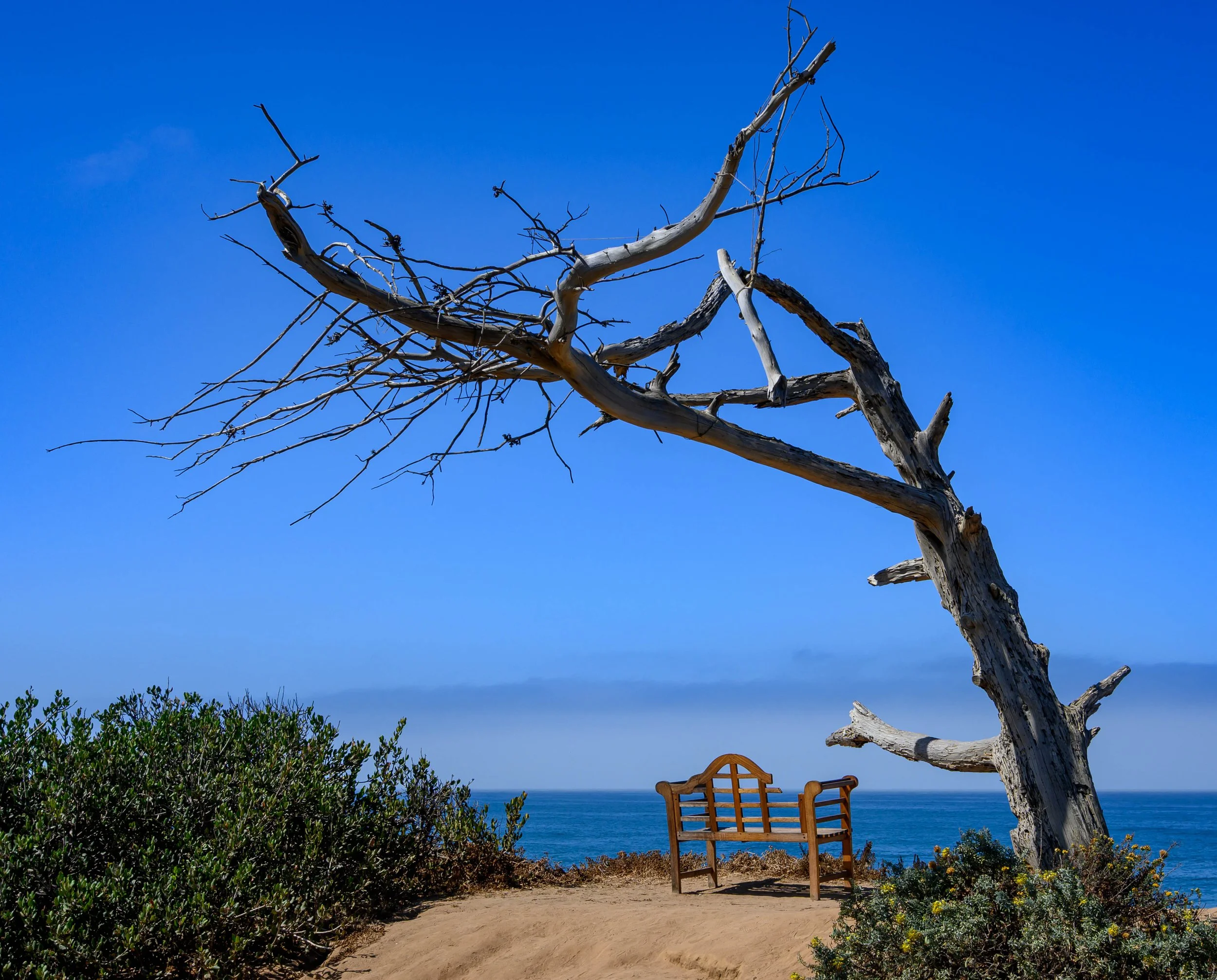 Tree, Carlsbad, CA coast