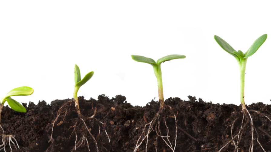 Entrepreneurial Ecosystem