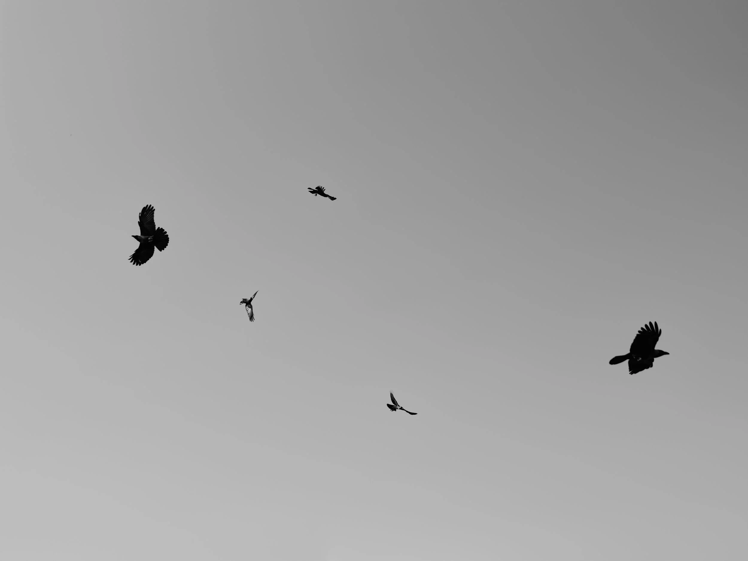 DSCF0485.jpg