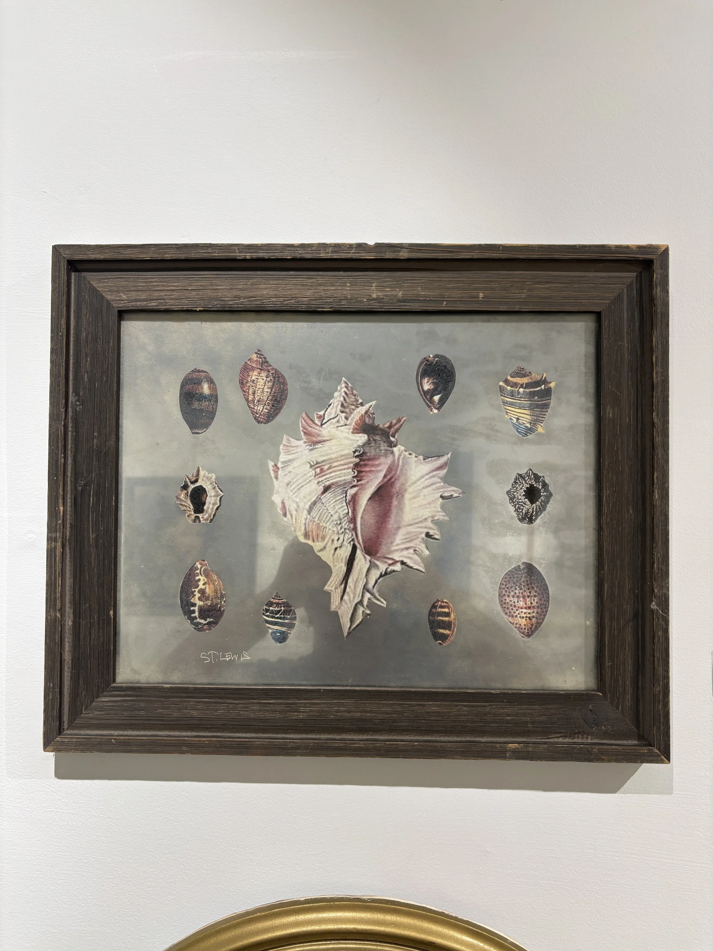 Shell Study