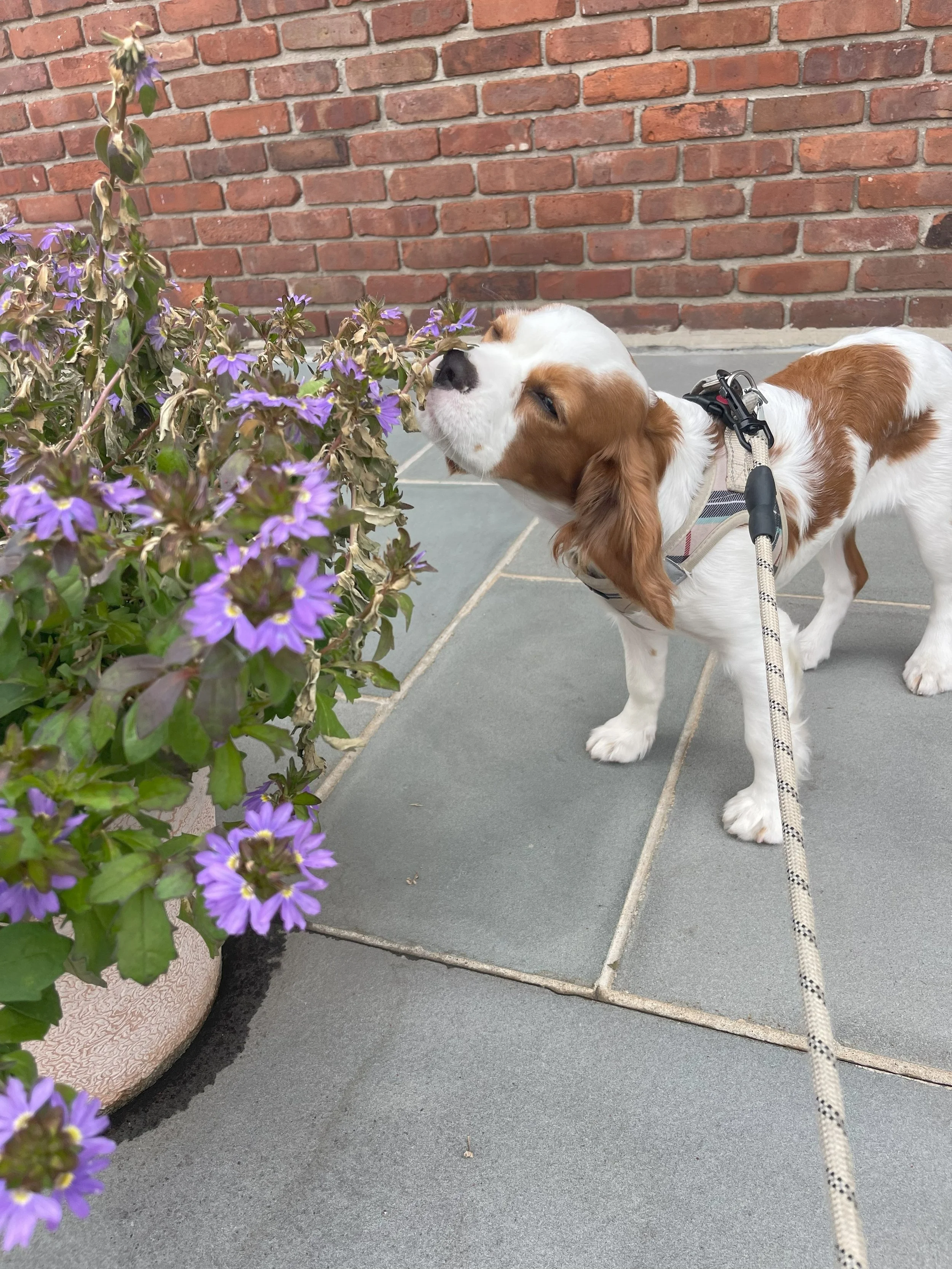 Navigating Allergy Season with Your Canine Companion: Recognizing and Managing Seasonal Allergies in Dogs