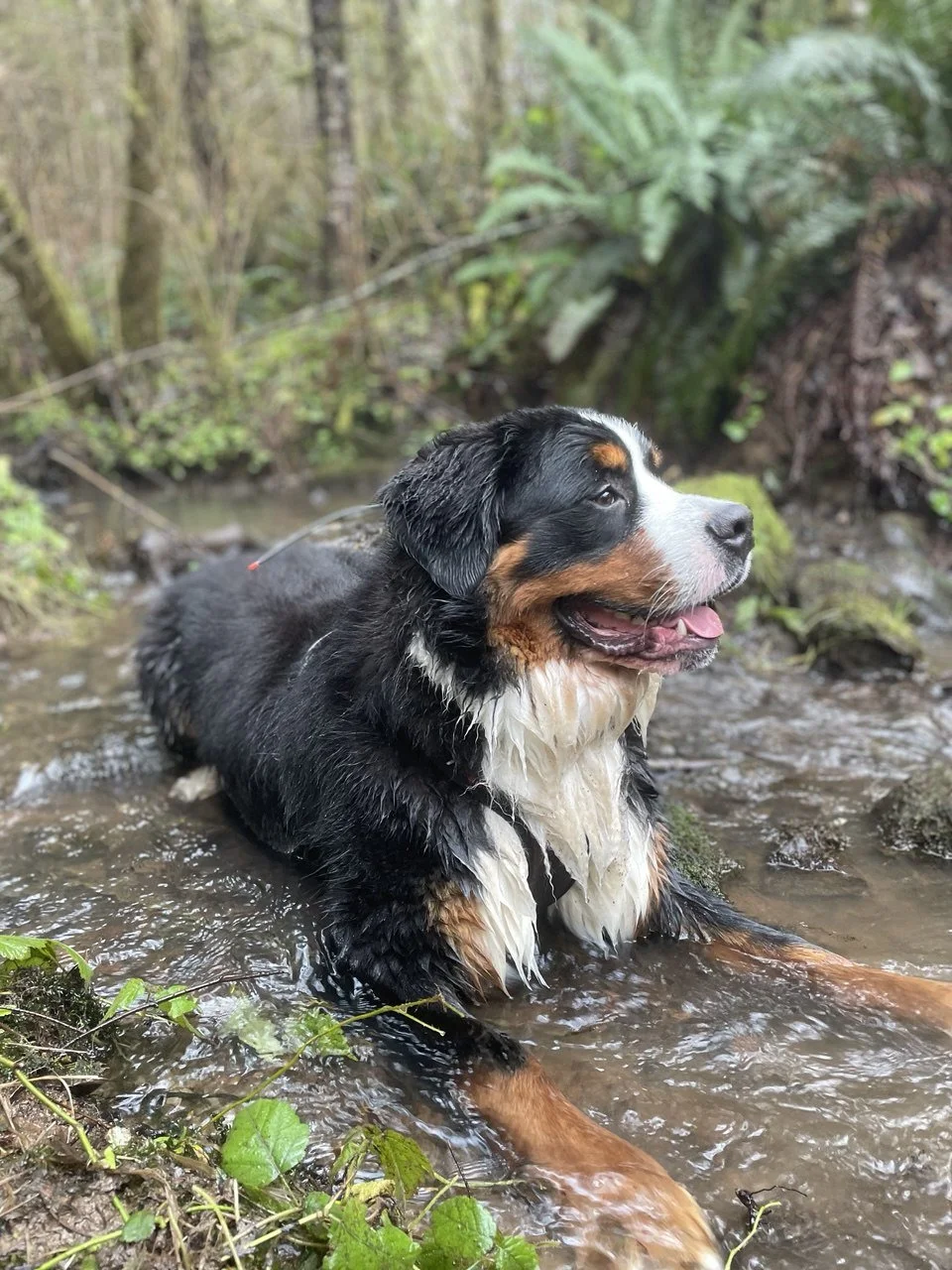 toby in a creek.JPG