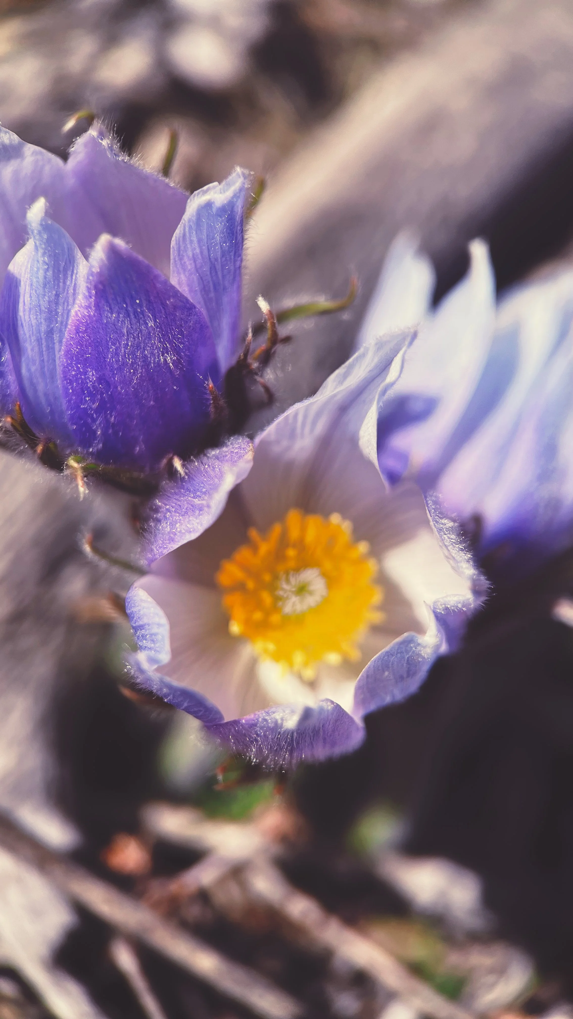 Meet the Pasque Flower: Fraser’s First Sign of Spring