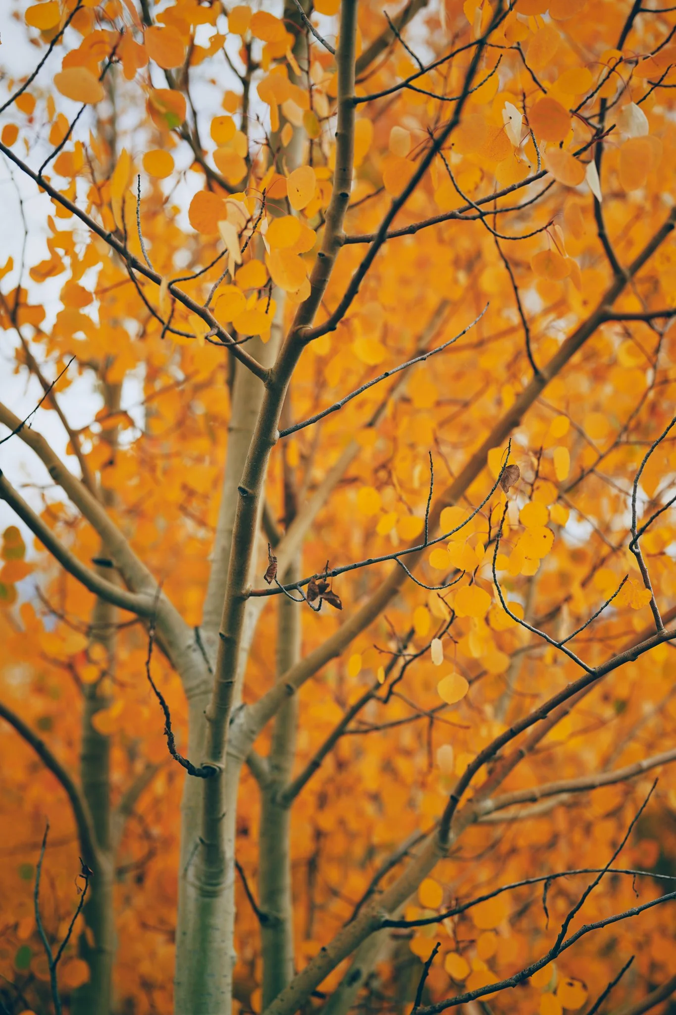 Why Aspen Leaves Turn Gold: A Fraser Photo Essay