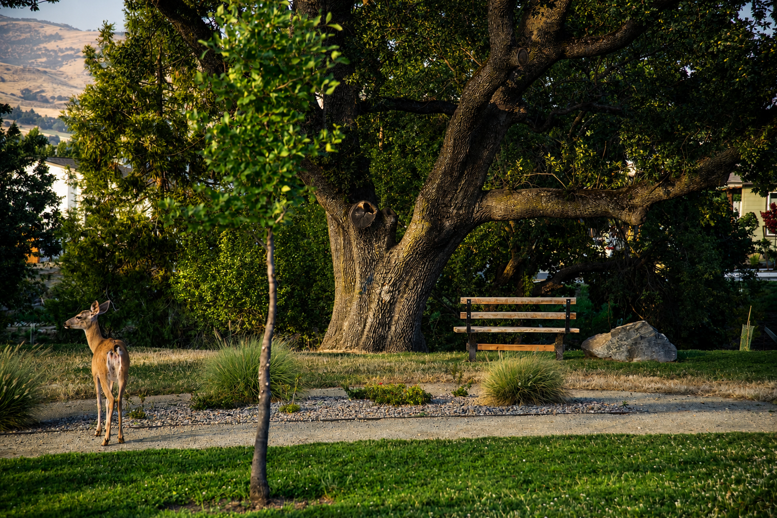 Community Park.png