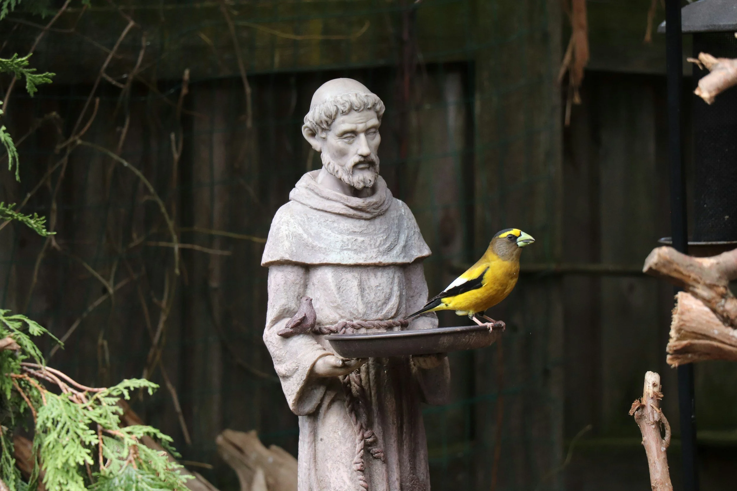 Celebrating St. Francis of Assisi