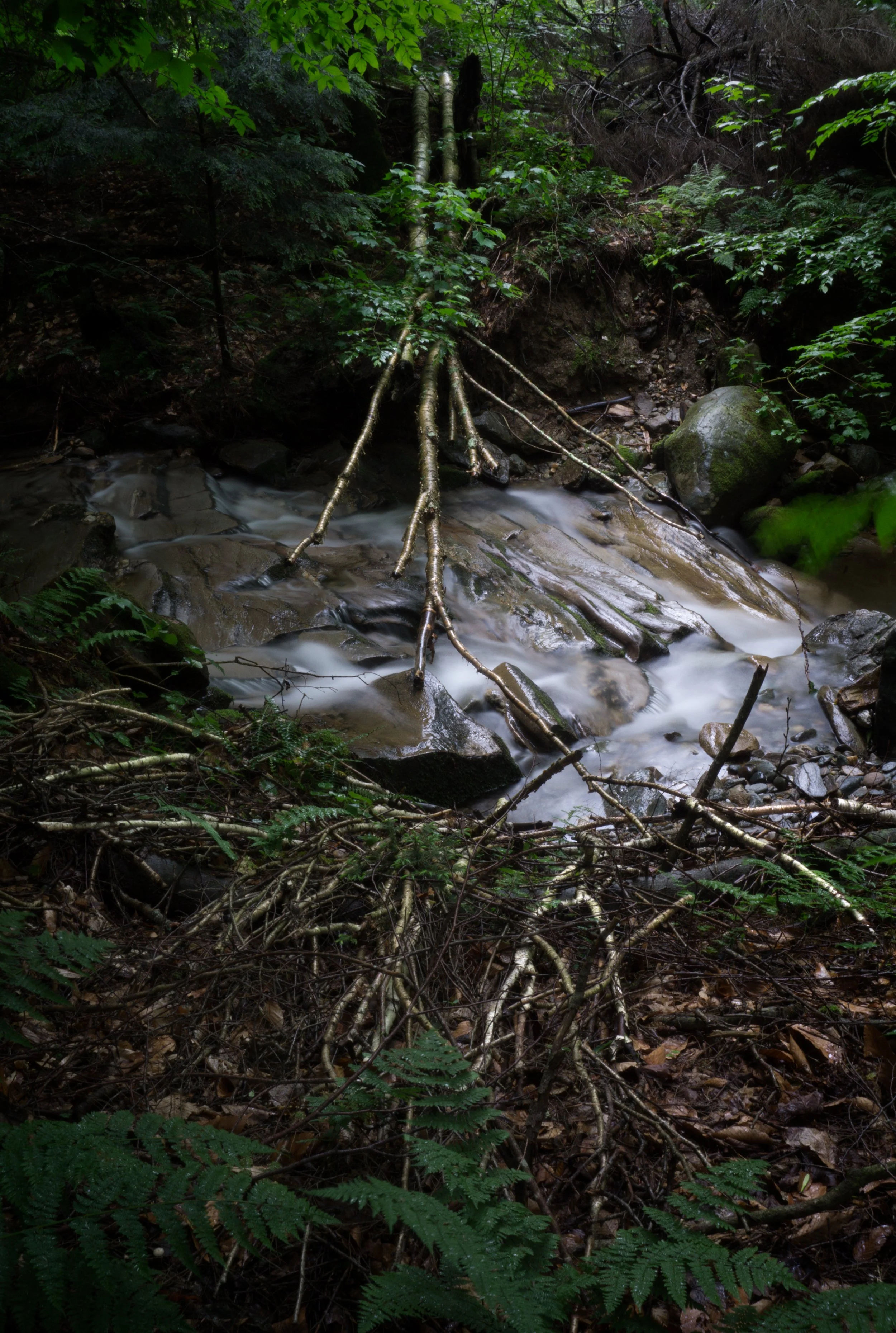 broken branches of a tree over a small stream in northern vermont