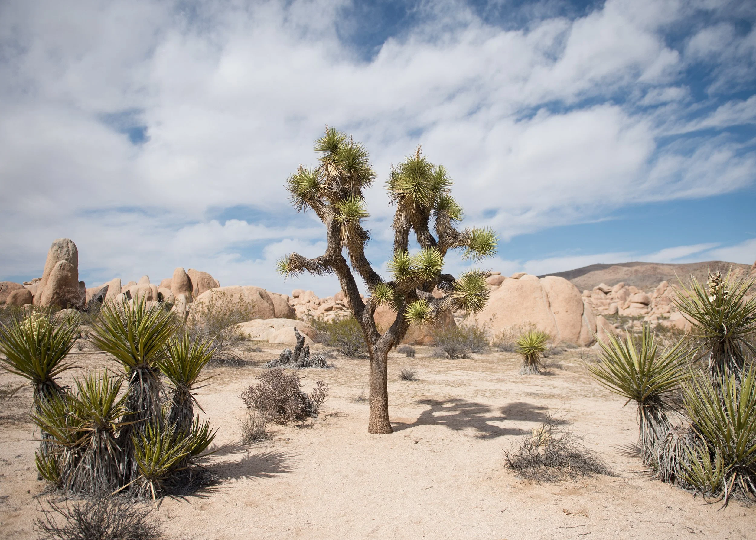 landscape travel photo of joshua tree desert in california