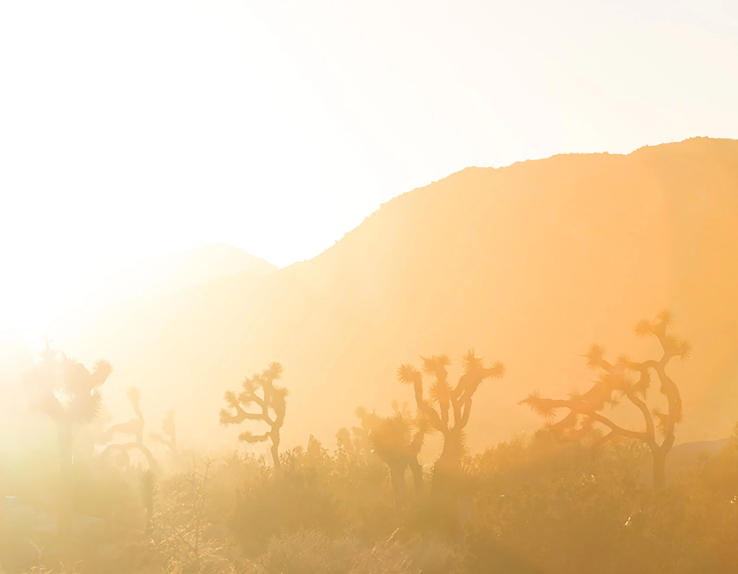 row of joshua trees at sunset