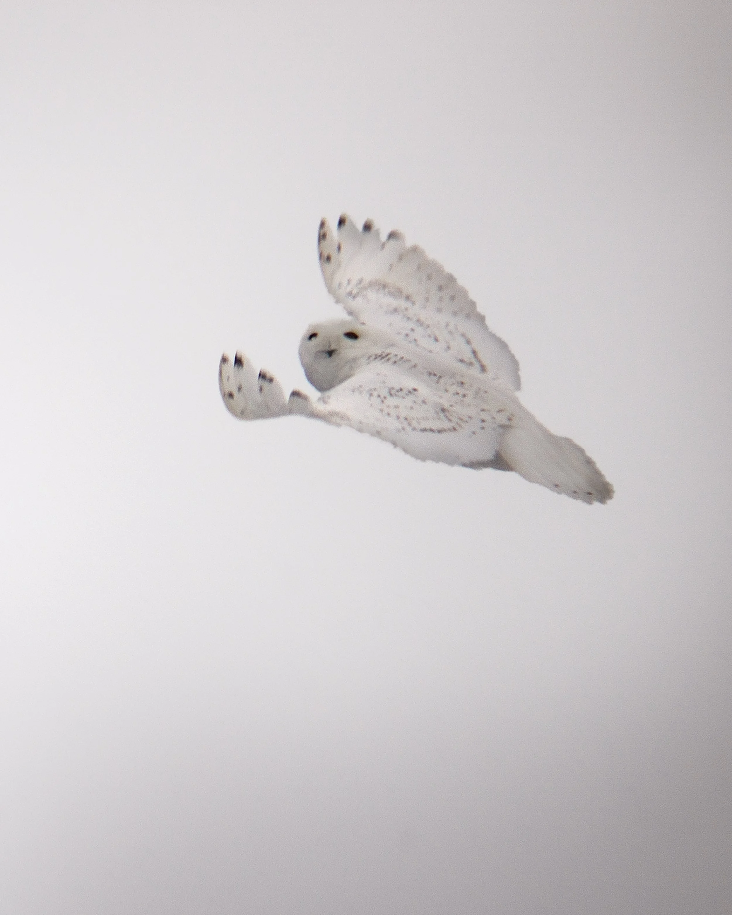 a snowy owl in flight and looking back at the camera taken in Barre vermont