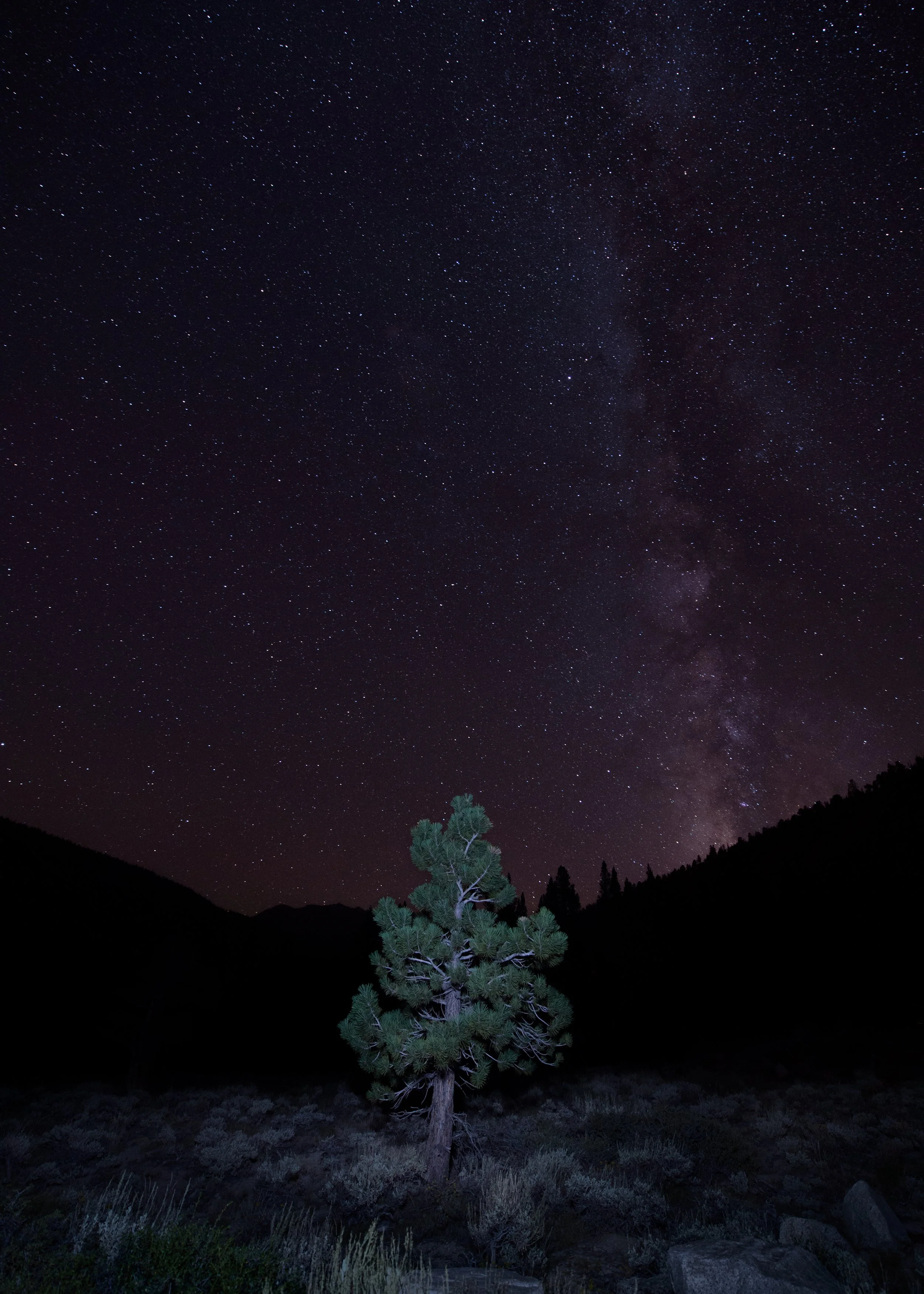 night time photo of a pine tree in california with stars and milky way in the sky above