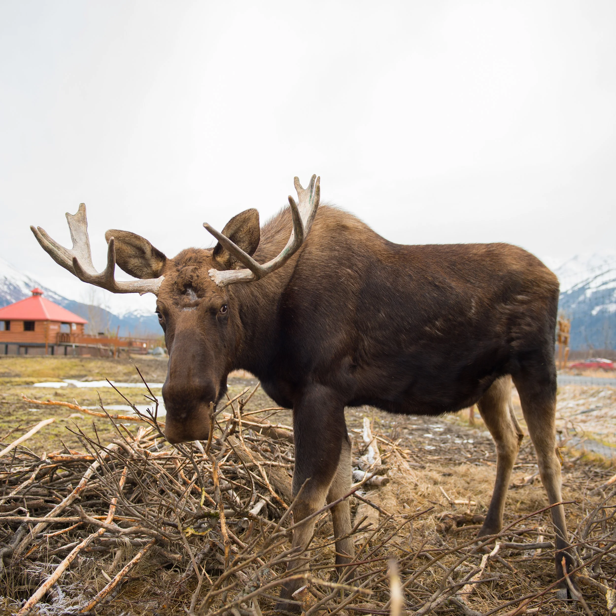moose at a wildlife refuge in alaska