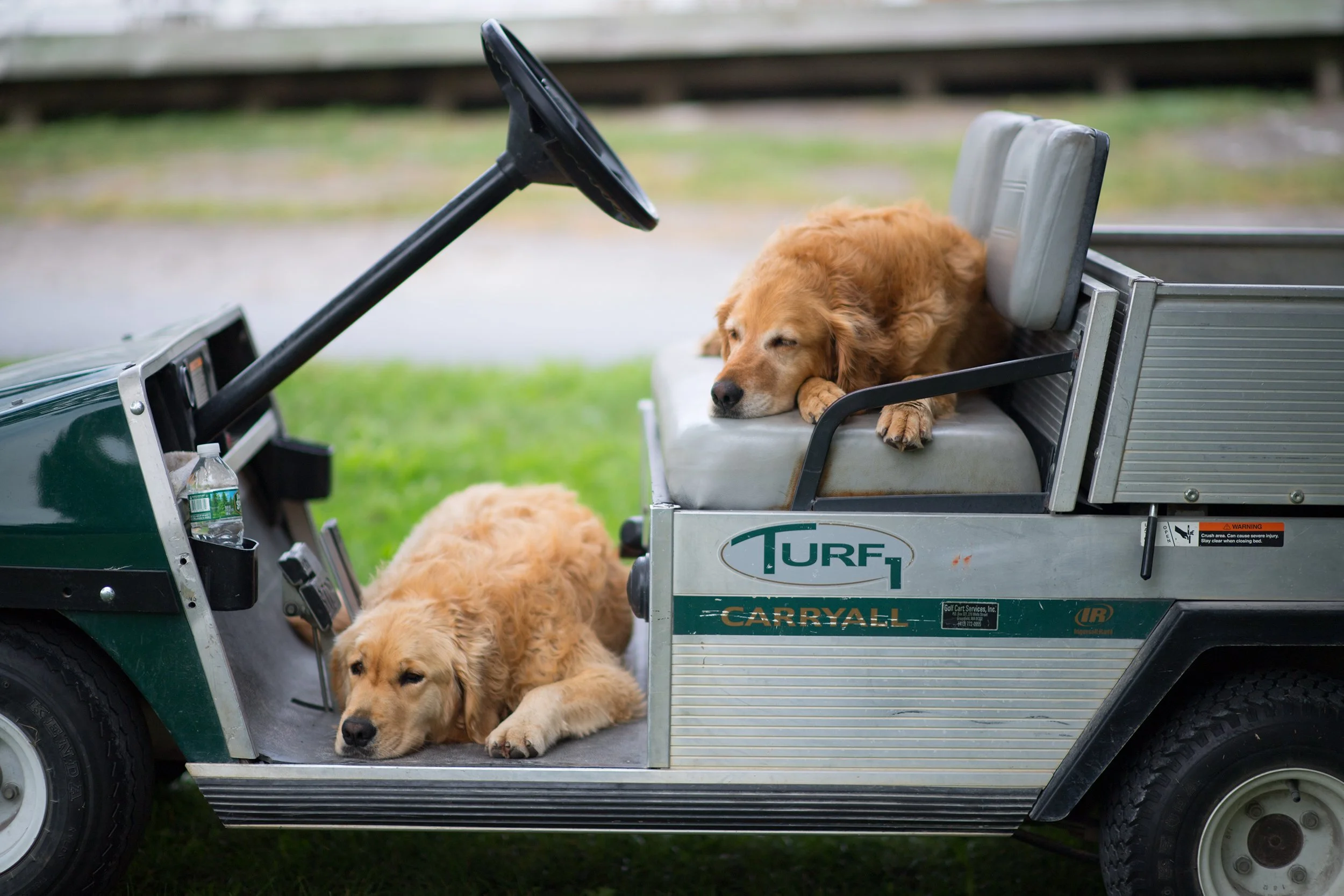 Two Golden Retrievers resting in a golf cart on grass at Basin Harbor Resort