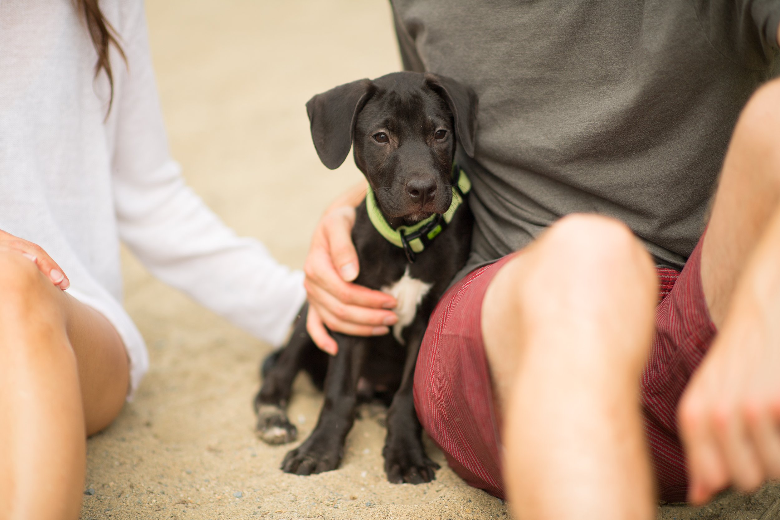 close up of a black puppy sitting on a sandy beach surrounded by a man and a woman