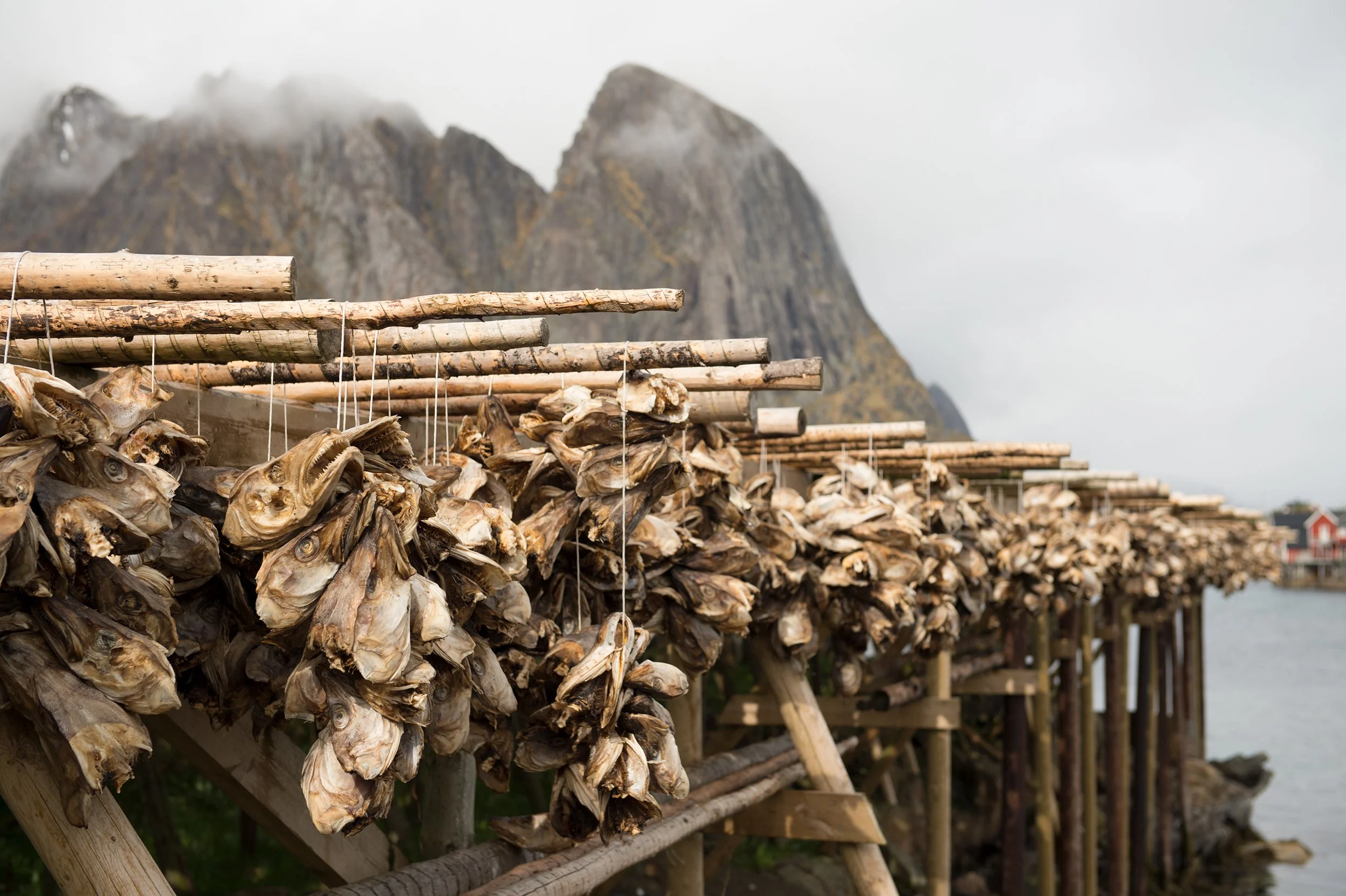 travel photograph of drying fish heads in lofoten islands norway