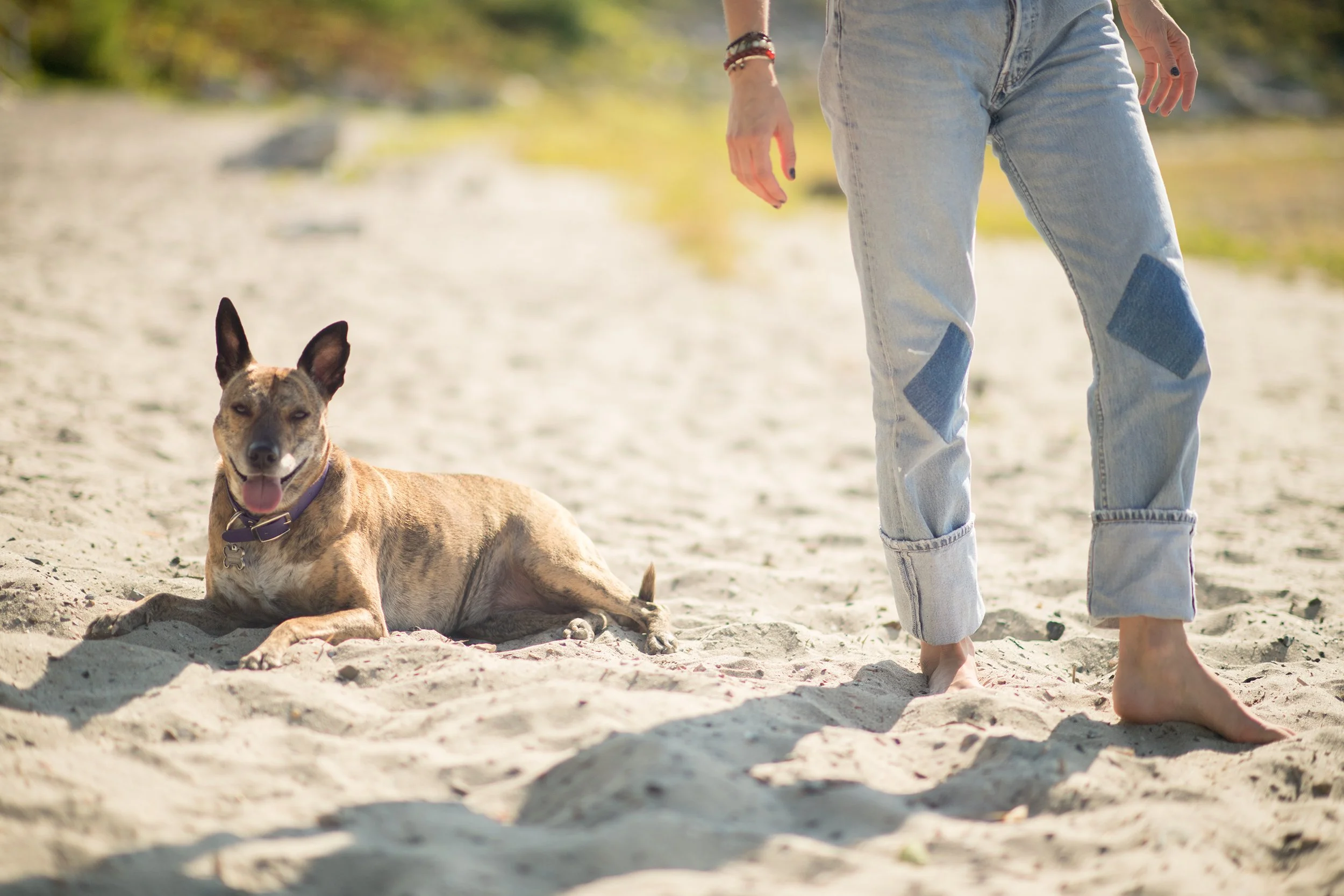 a dog lays on a Burlington vermont beach with her owner standing next to her