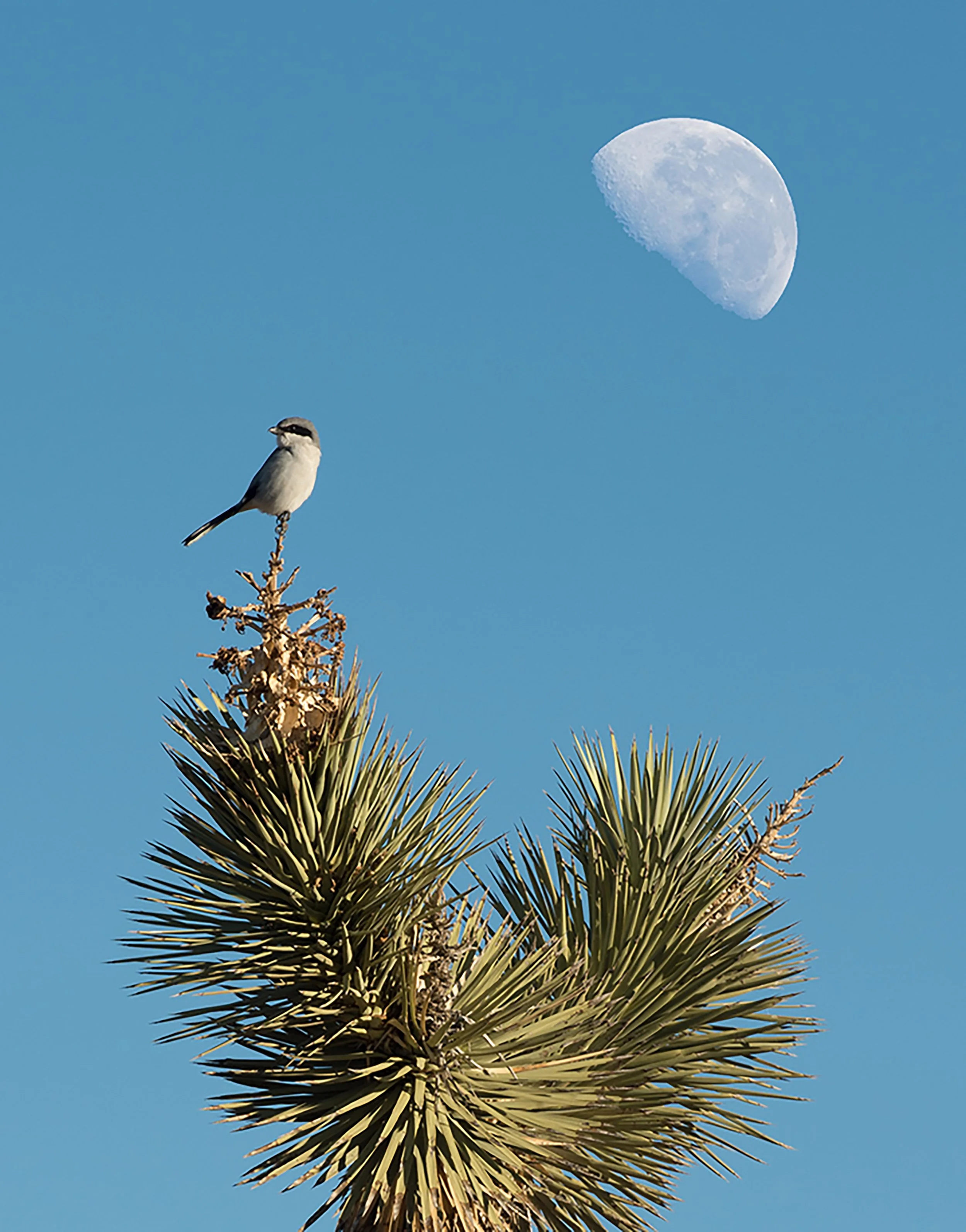 loggerhead shrike perched atop of a yucca tree with a waxing moon in the background