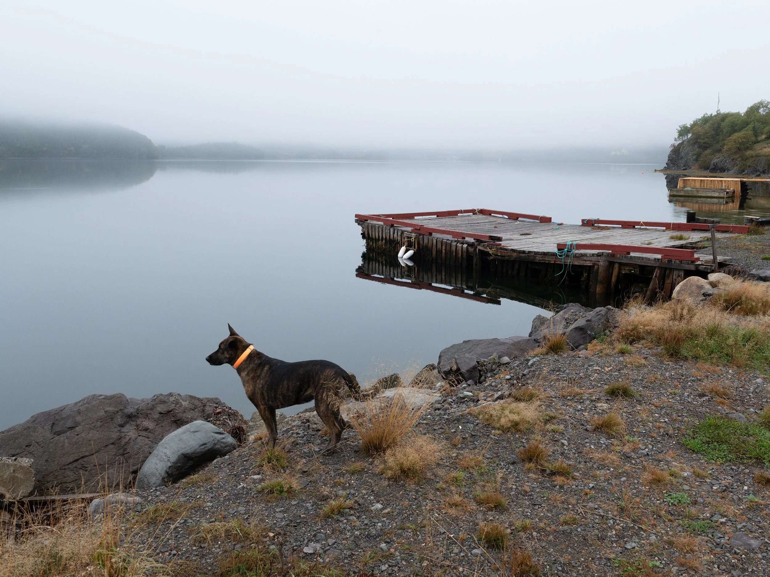 a dog looks out over the glassy and foggy water of a newfoundland cove