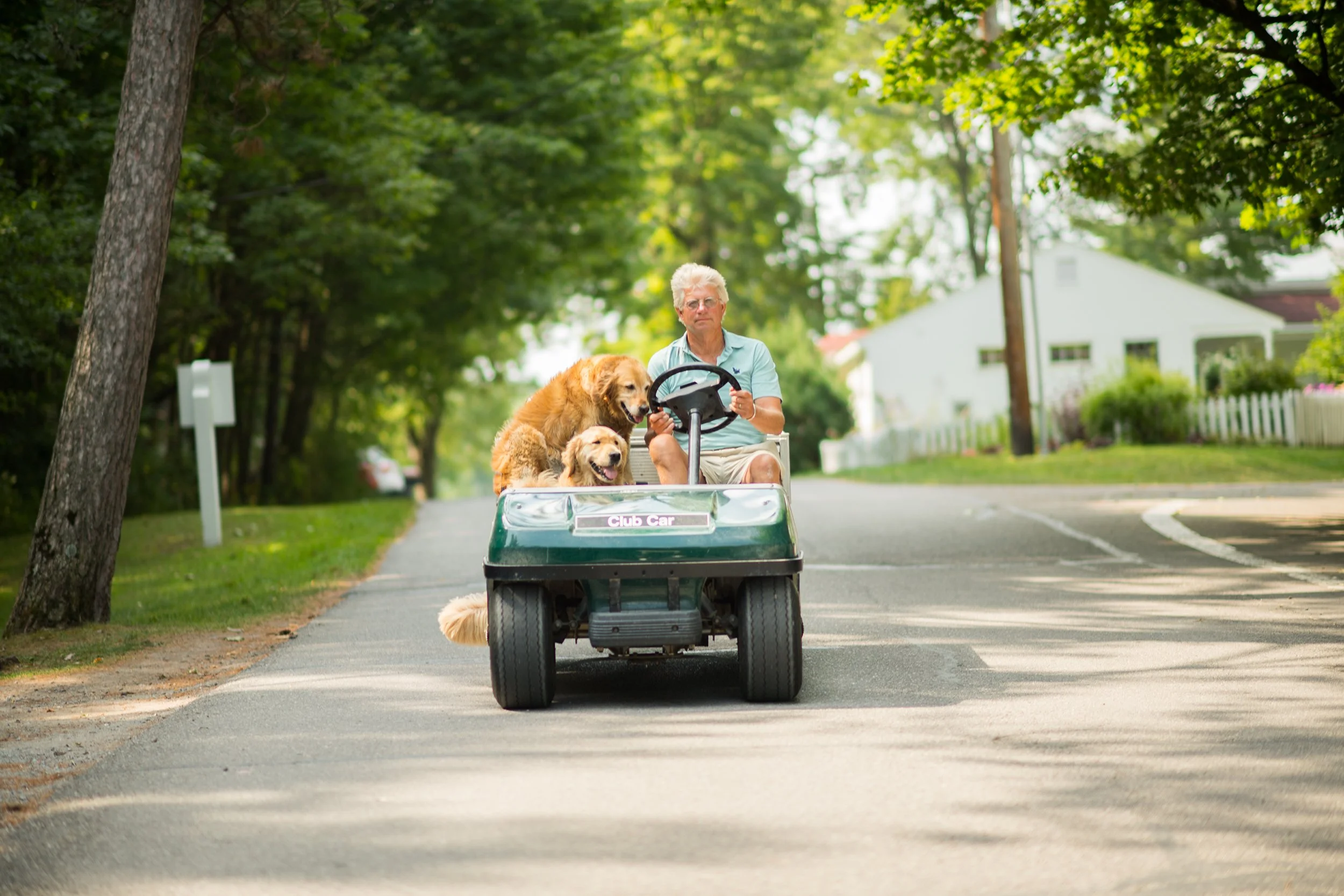owner of basin harbor club in vermont driving a gold cart with his two golden retrievers riding along