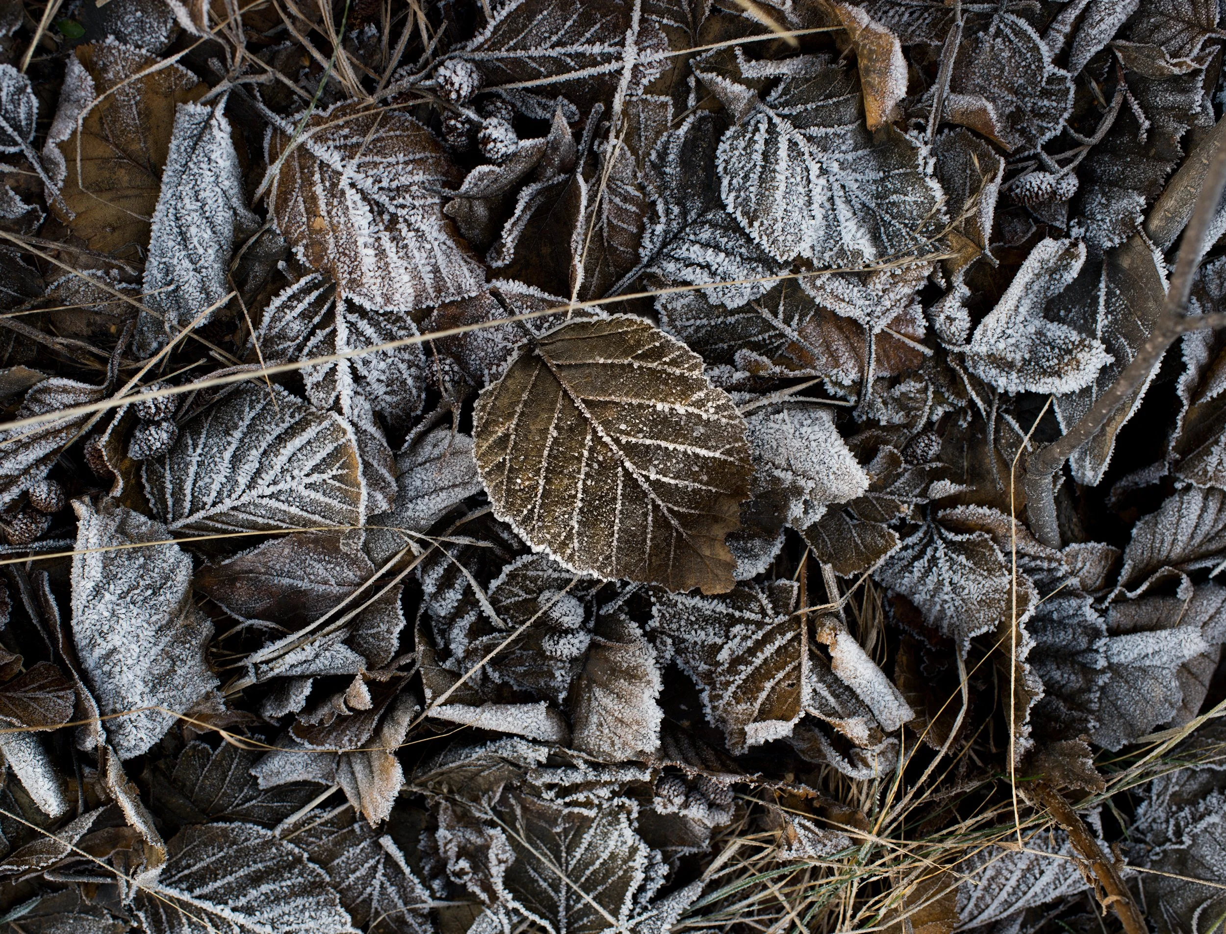 frosty leaves on the ground in alaska