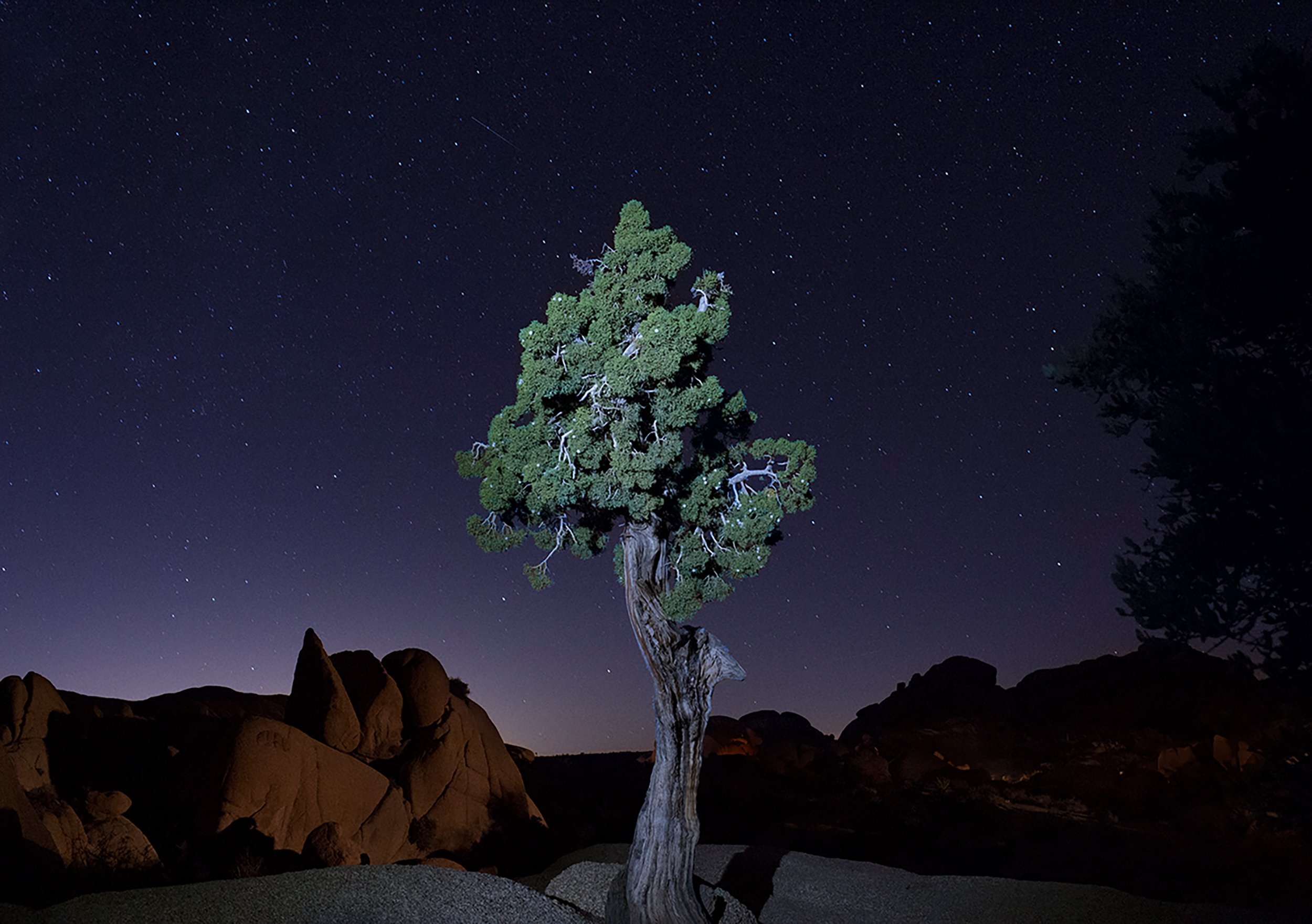 night time photo of a juniper tree in joshua tree california 